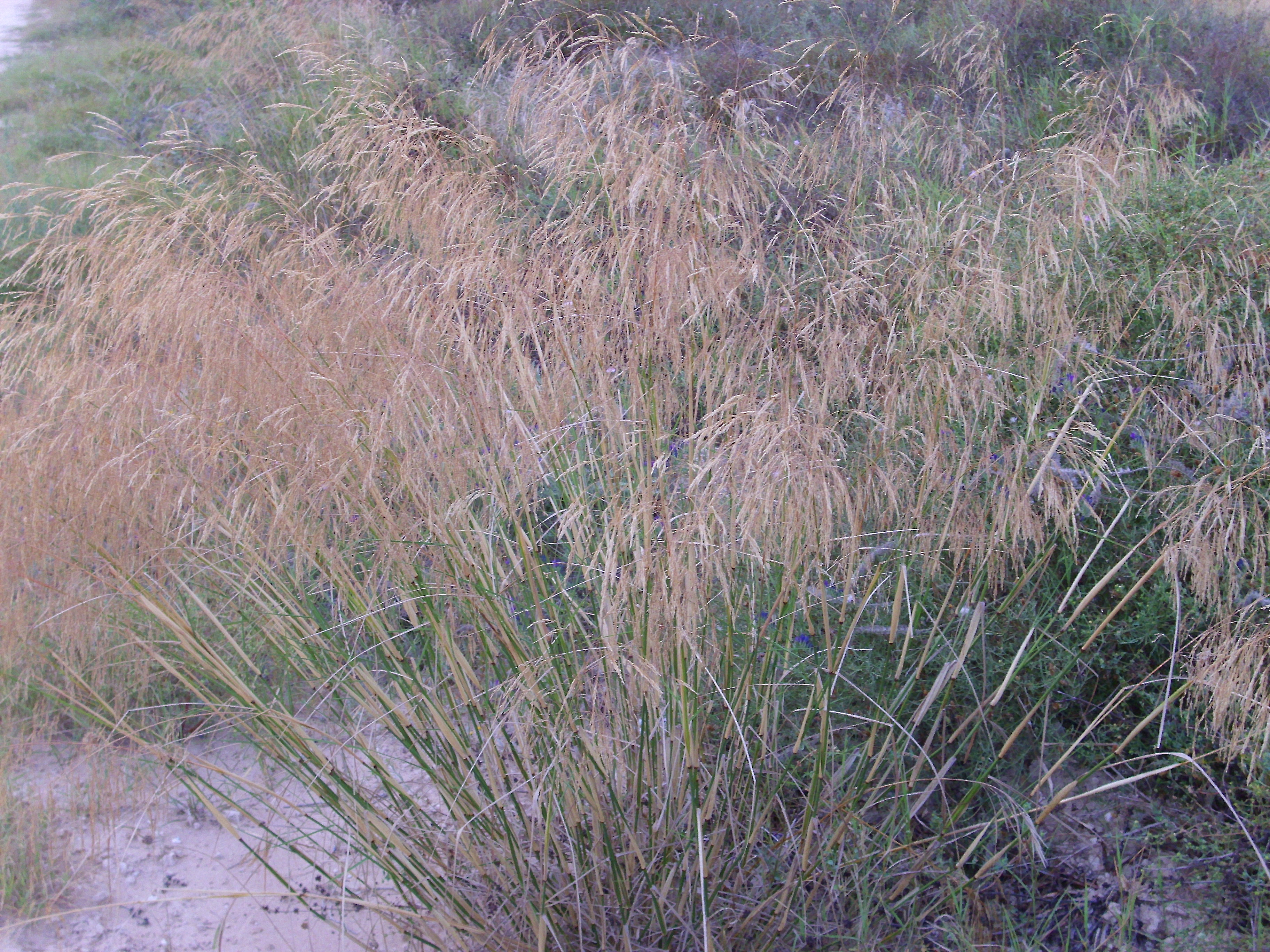 Smilo Grass — photo 2
