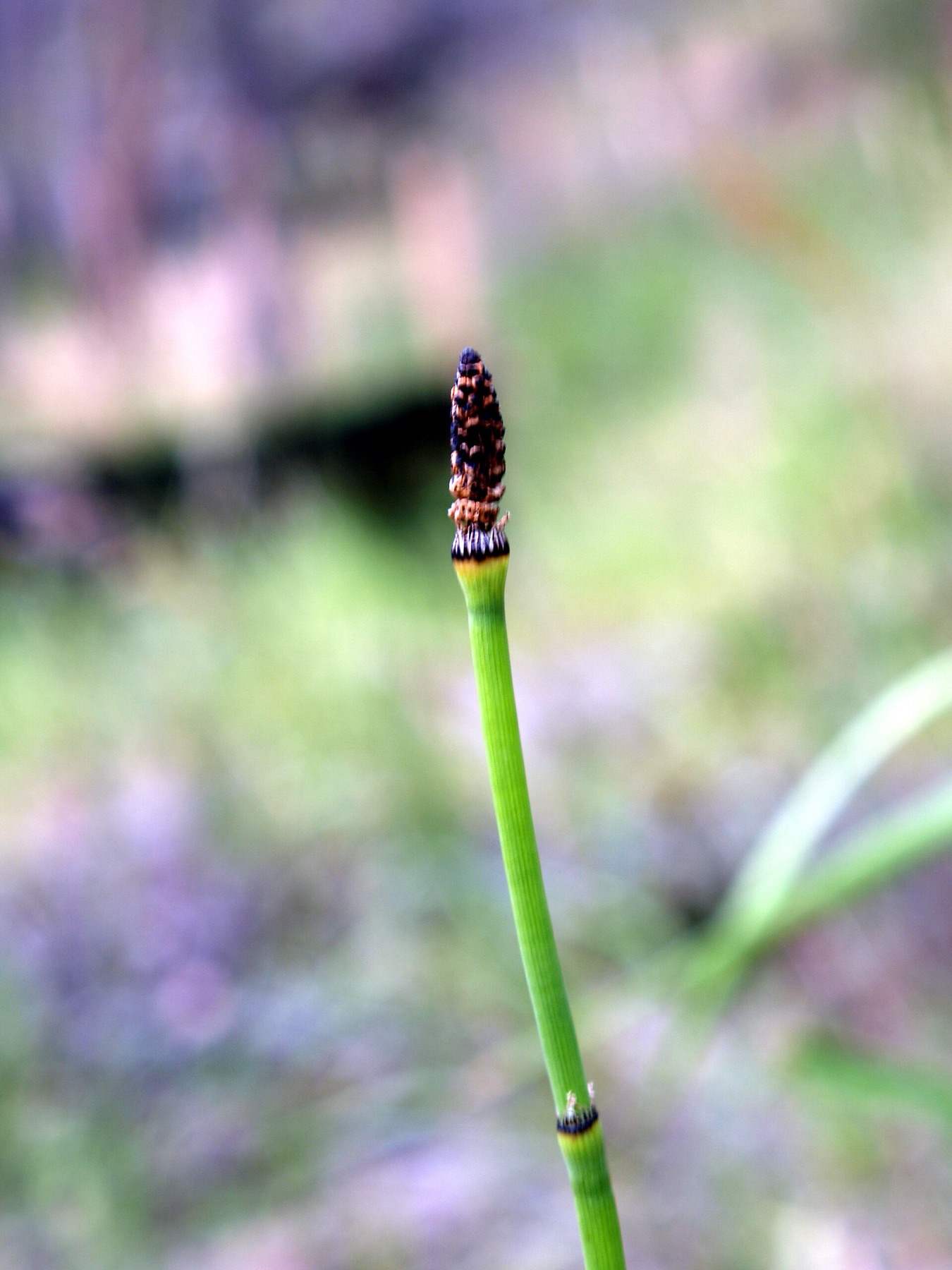 Smooth Horsetail — photo 7
