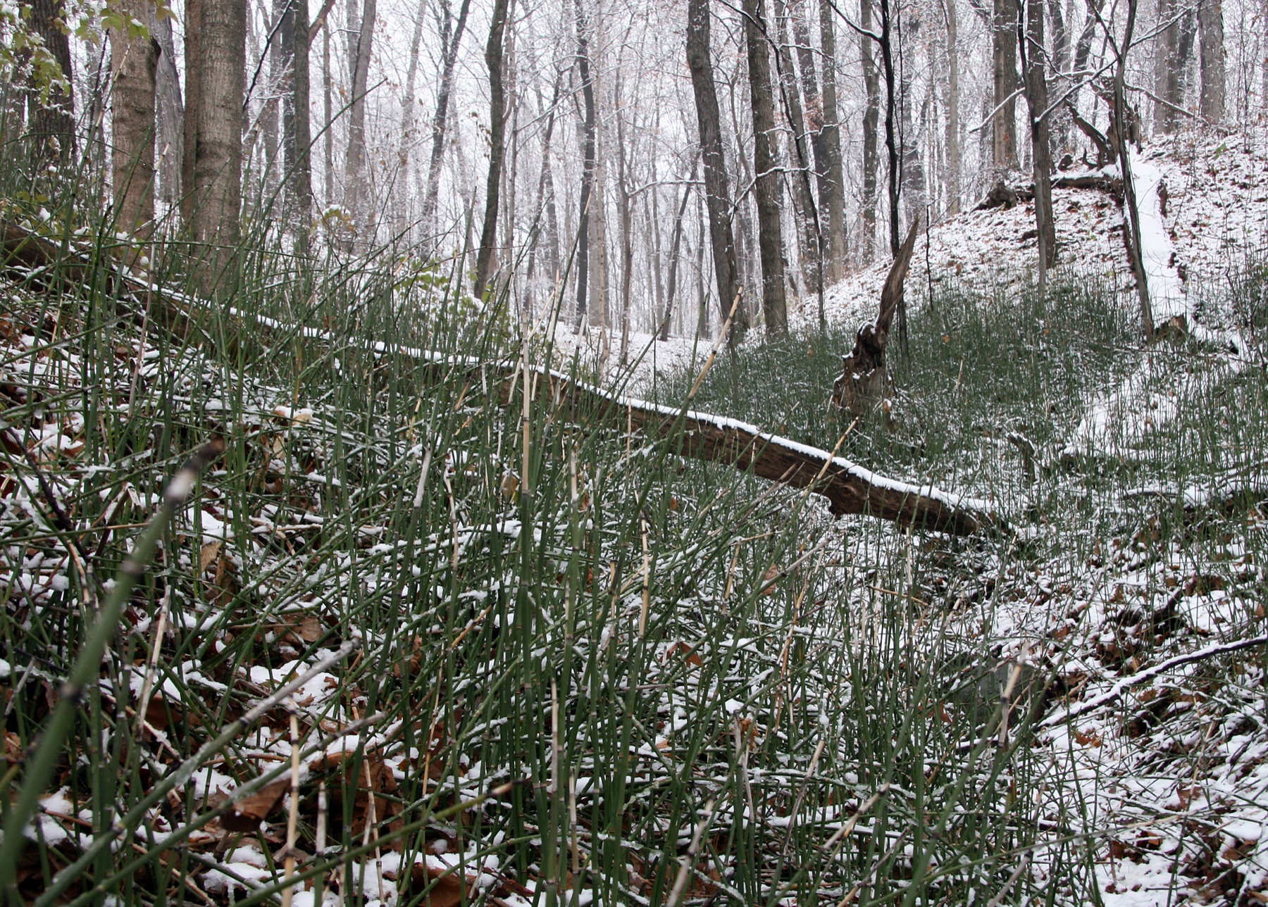Smooth Horsetail — photo 8