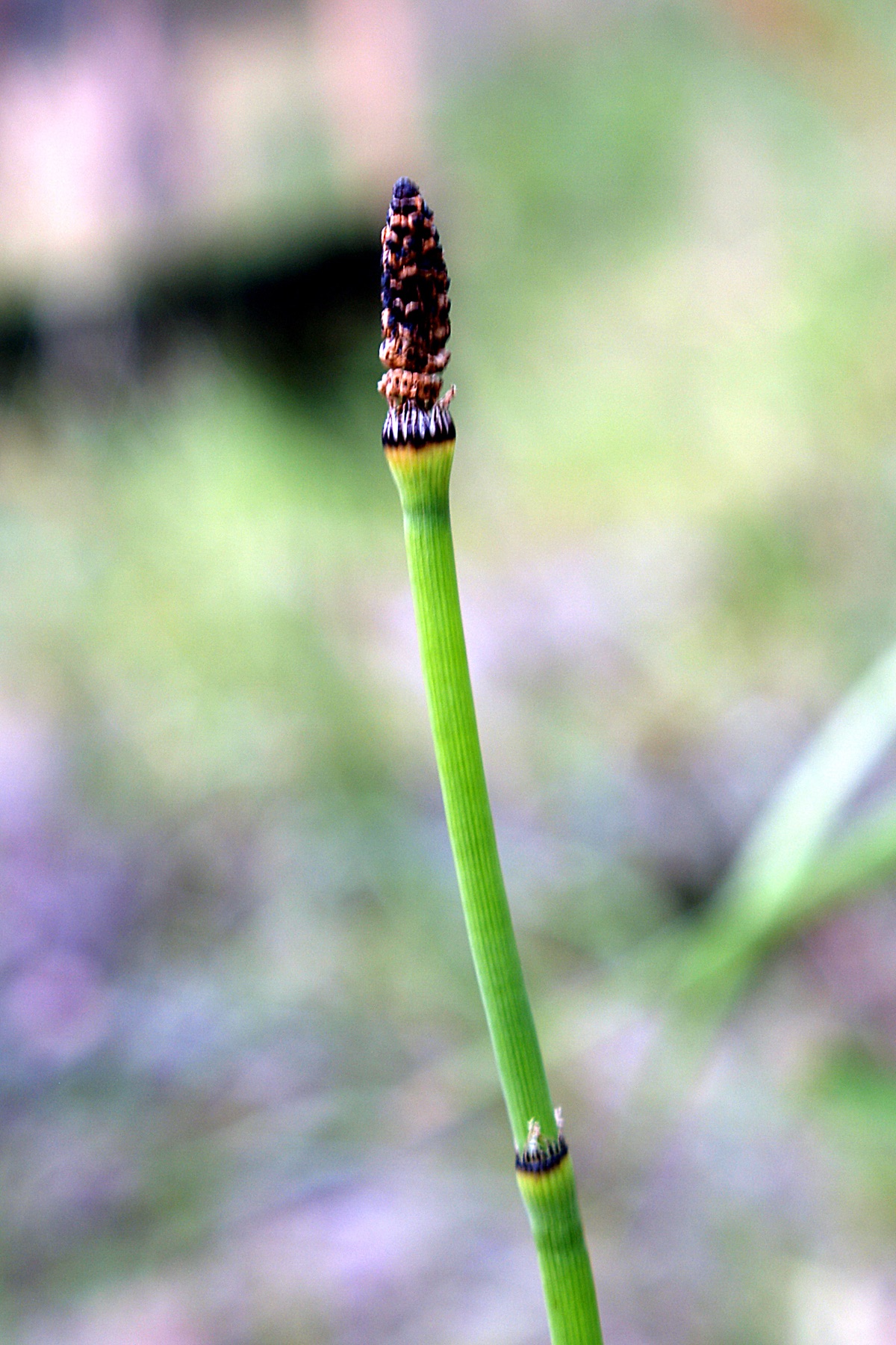 Smooth Horsetail — photo 9