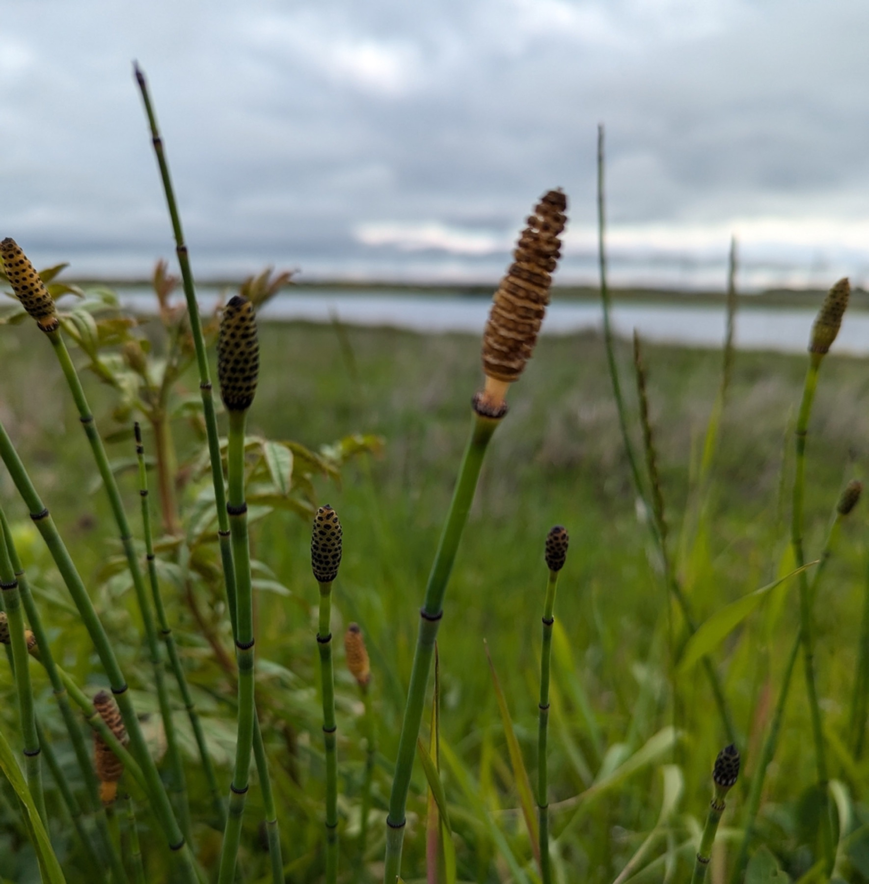Smooth Horsetail — photo 10