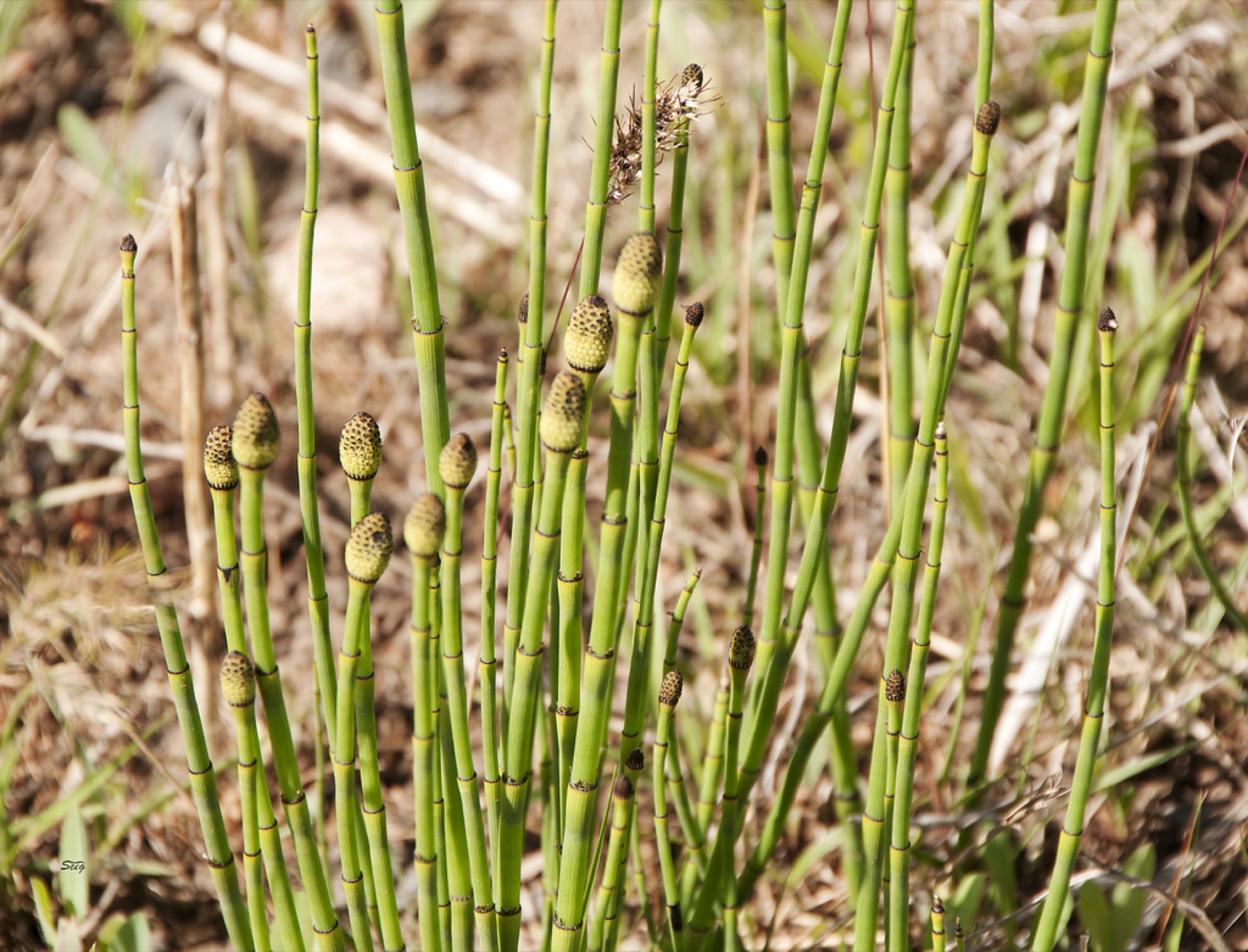 Smooth Horsetail — photo 11