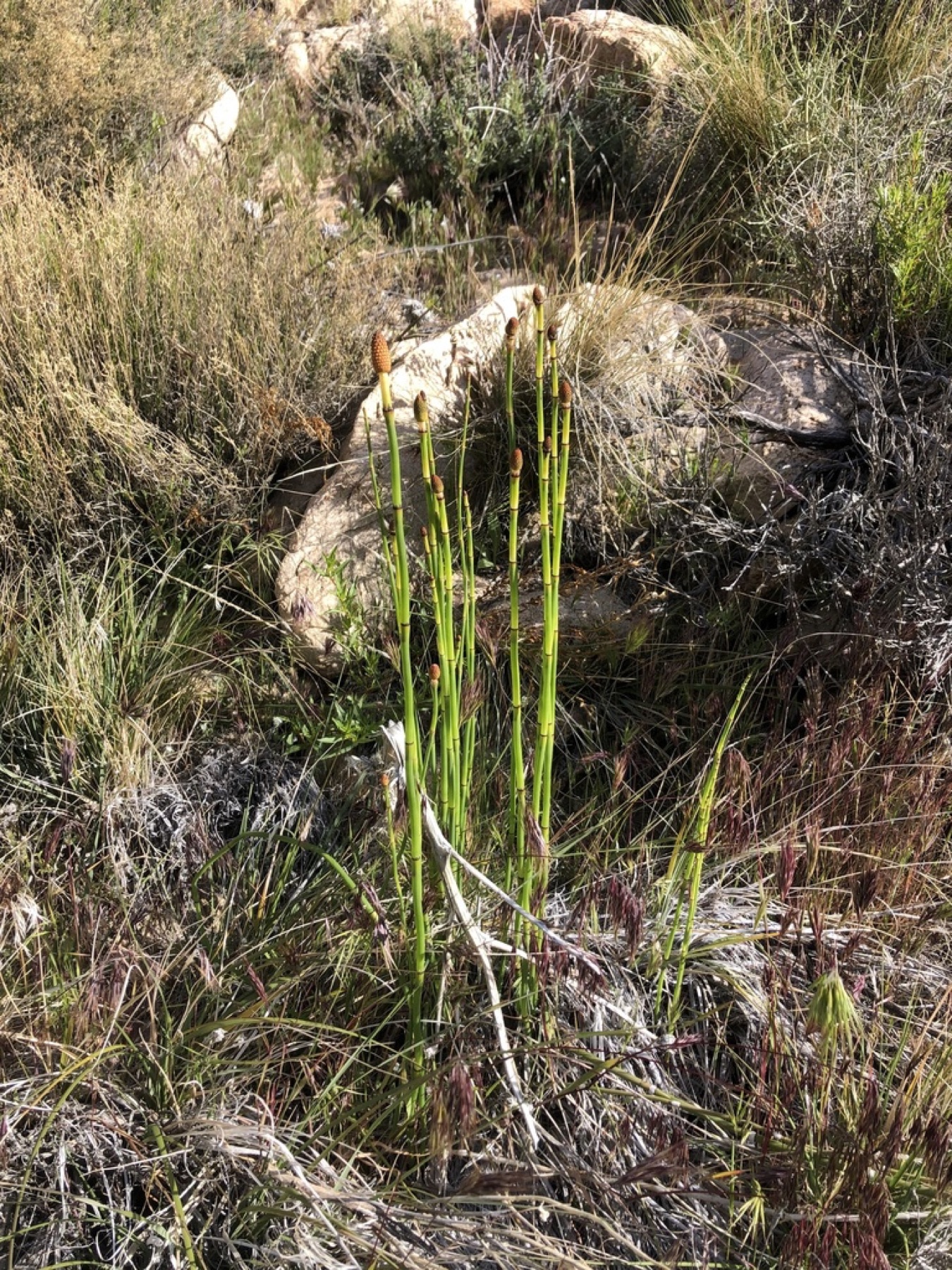 Smooth Horsetail — photo 13