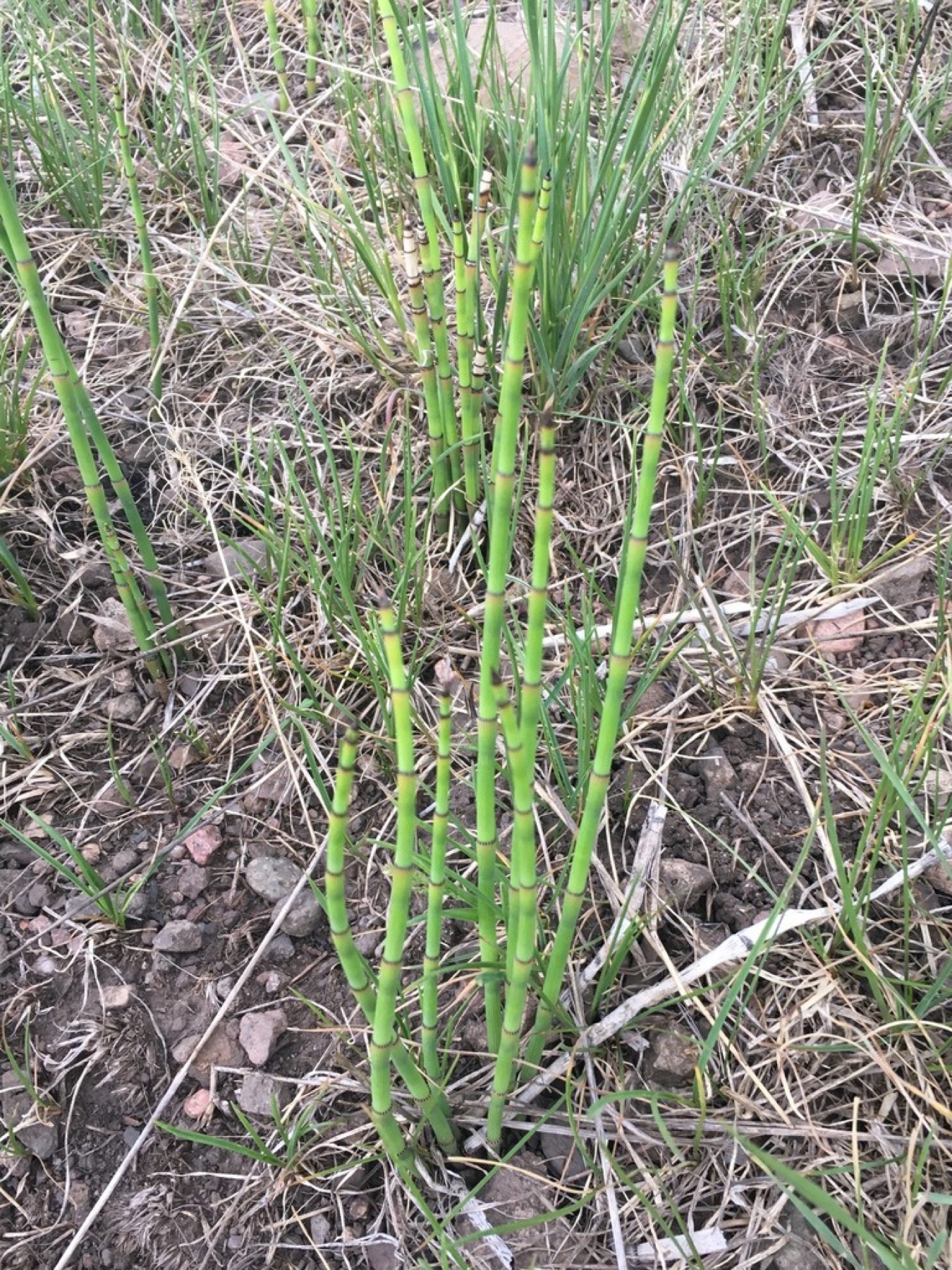 Smooth Horsetail — photo 14
