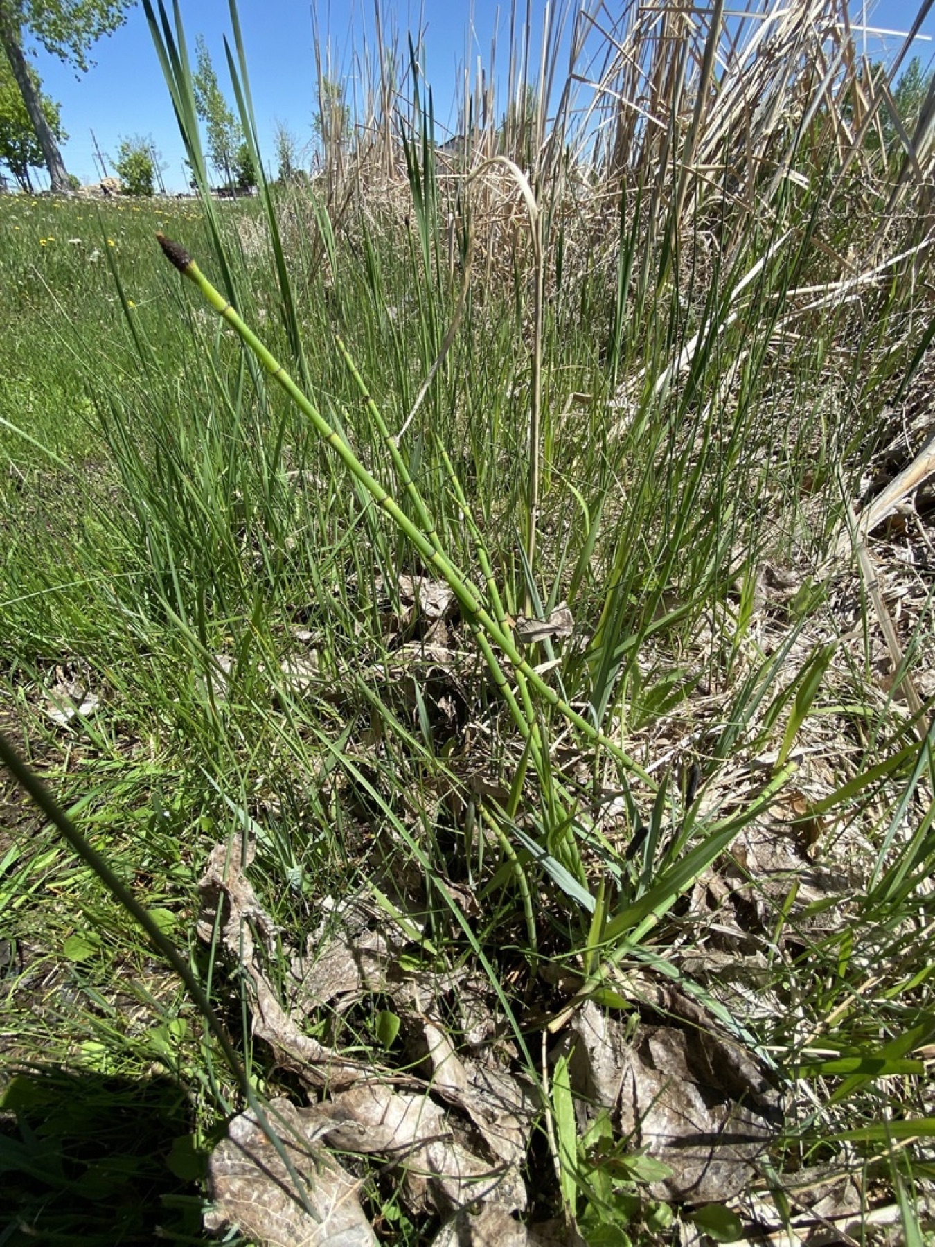 Smooth Horsetail — photo 15