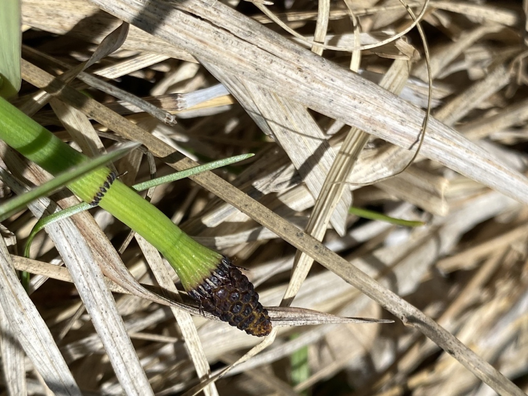 Smooth Horsetail — photo 16