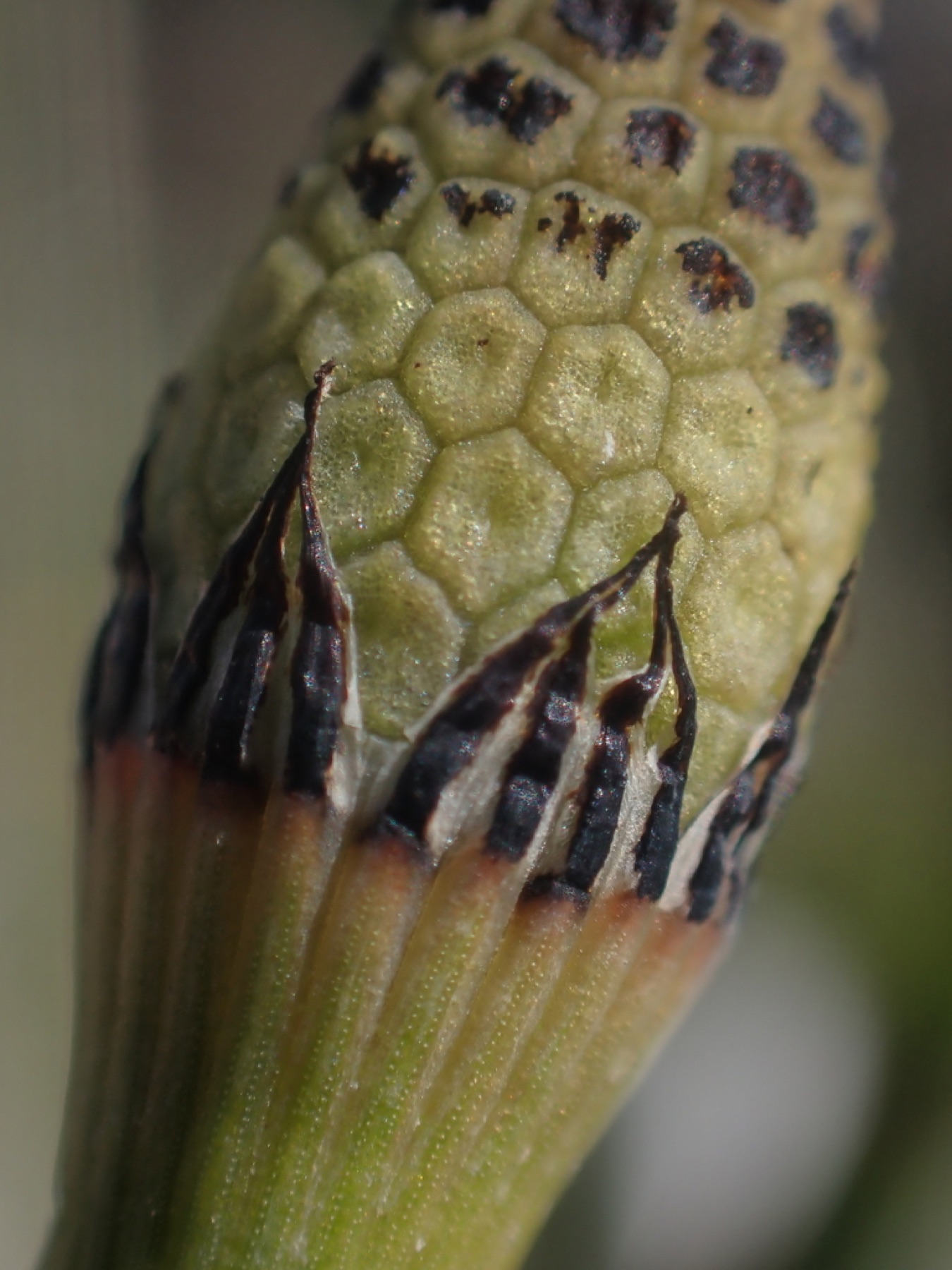 Smooth Horsetail — photo 17