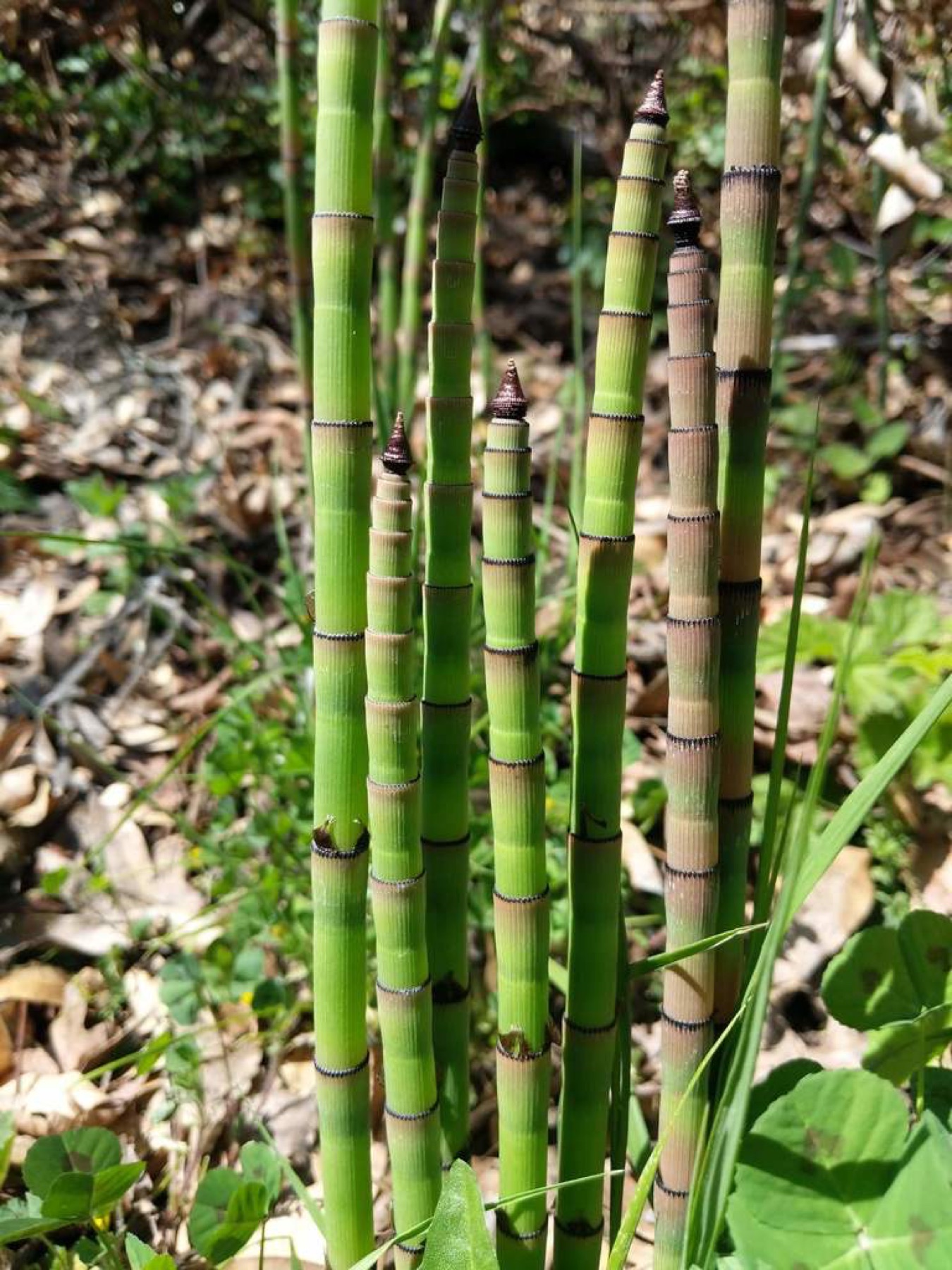 Smooth Horsetail — photo 18