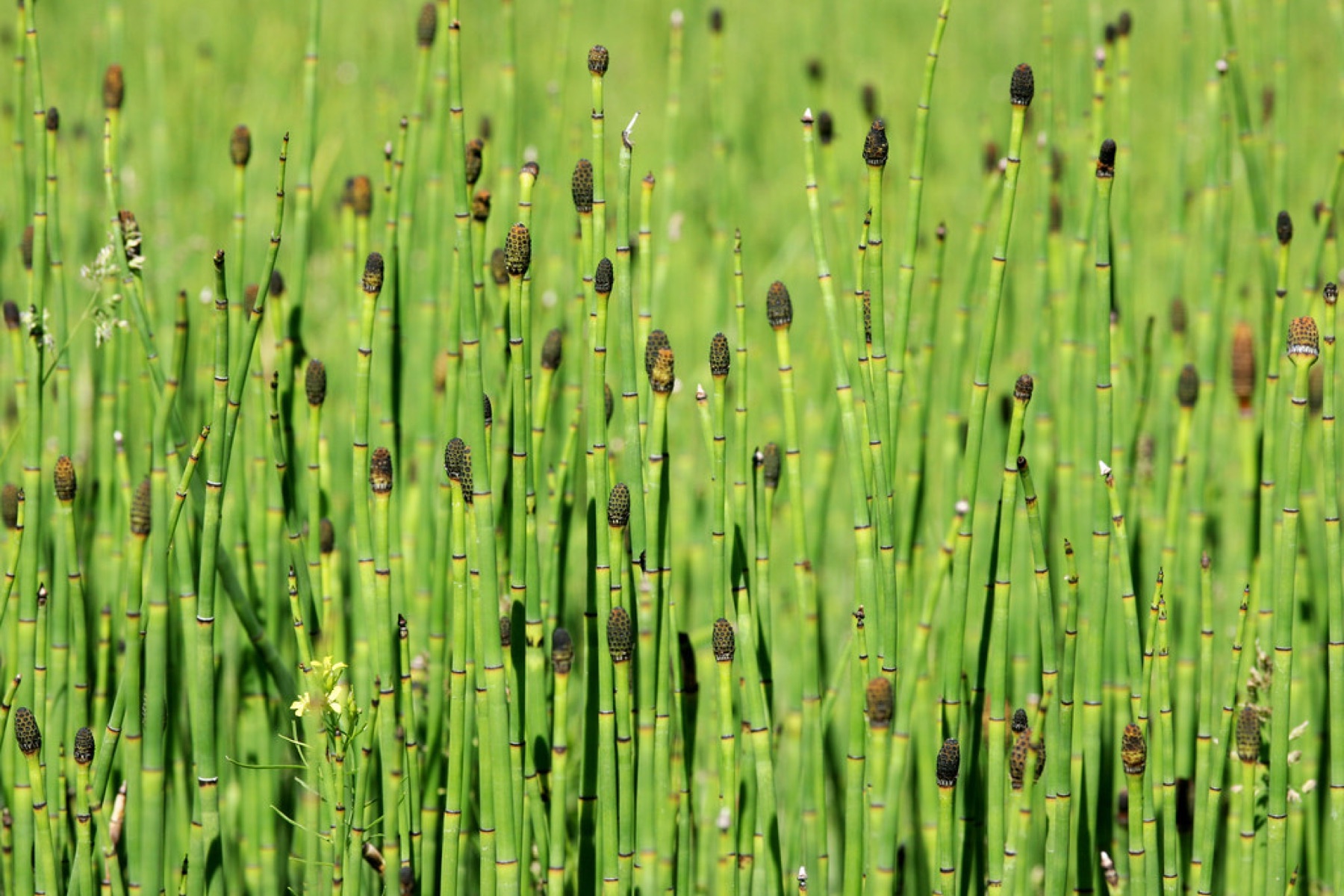 Smooth Horsetail — photo 20