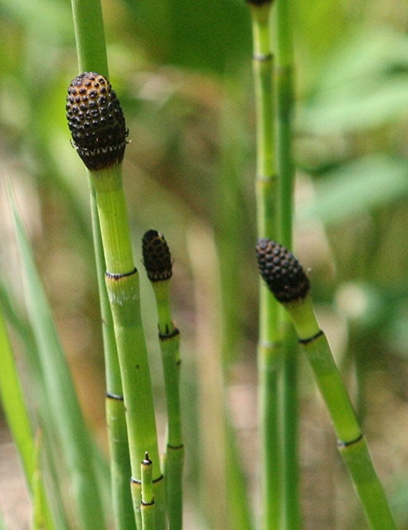 Smooth Horsetail — photo 22