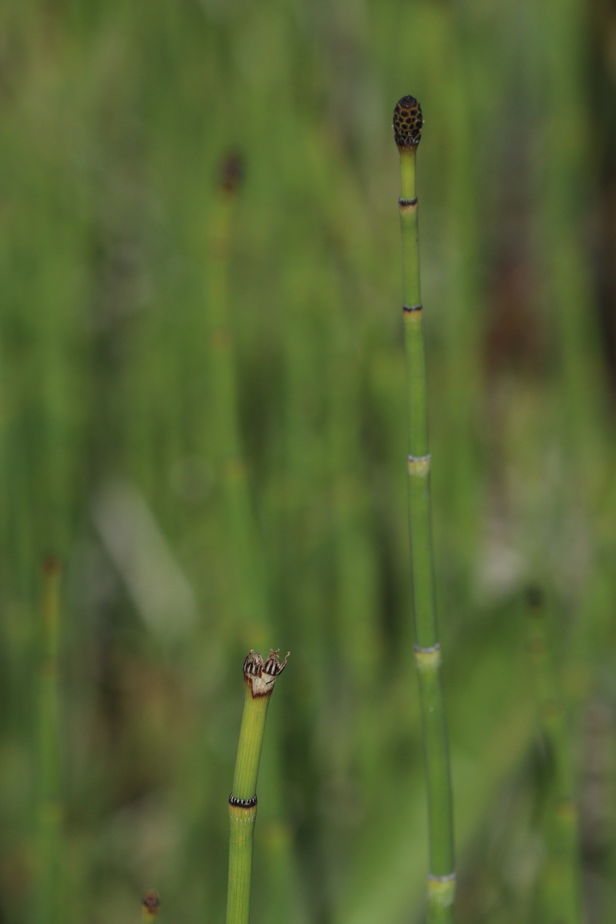 Smooth Horsetail — photo 23