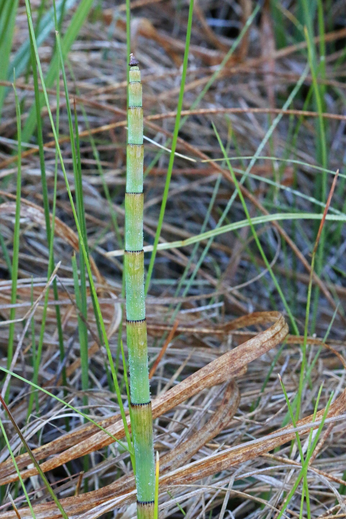 Smooth Horsetail — photo 24