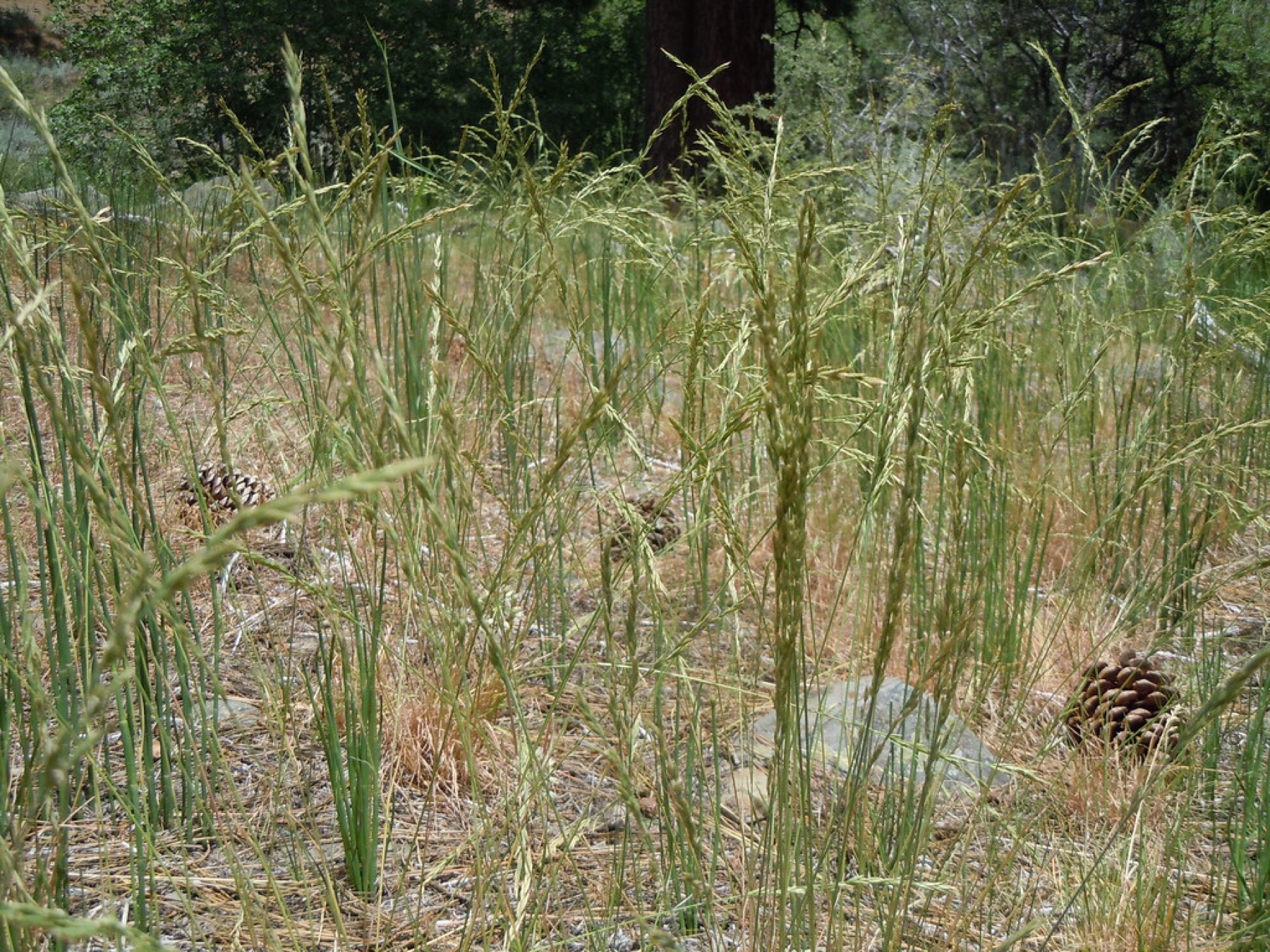 Smooth Horsetail