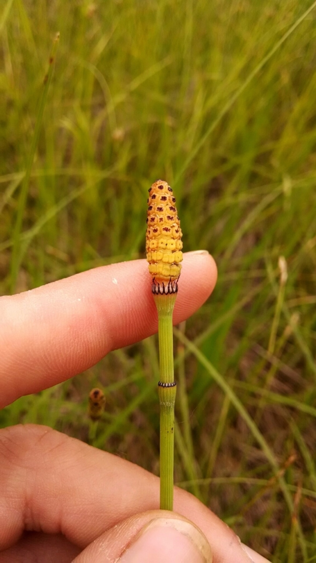 Smooth Horsetail — photo 2