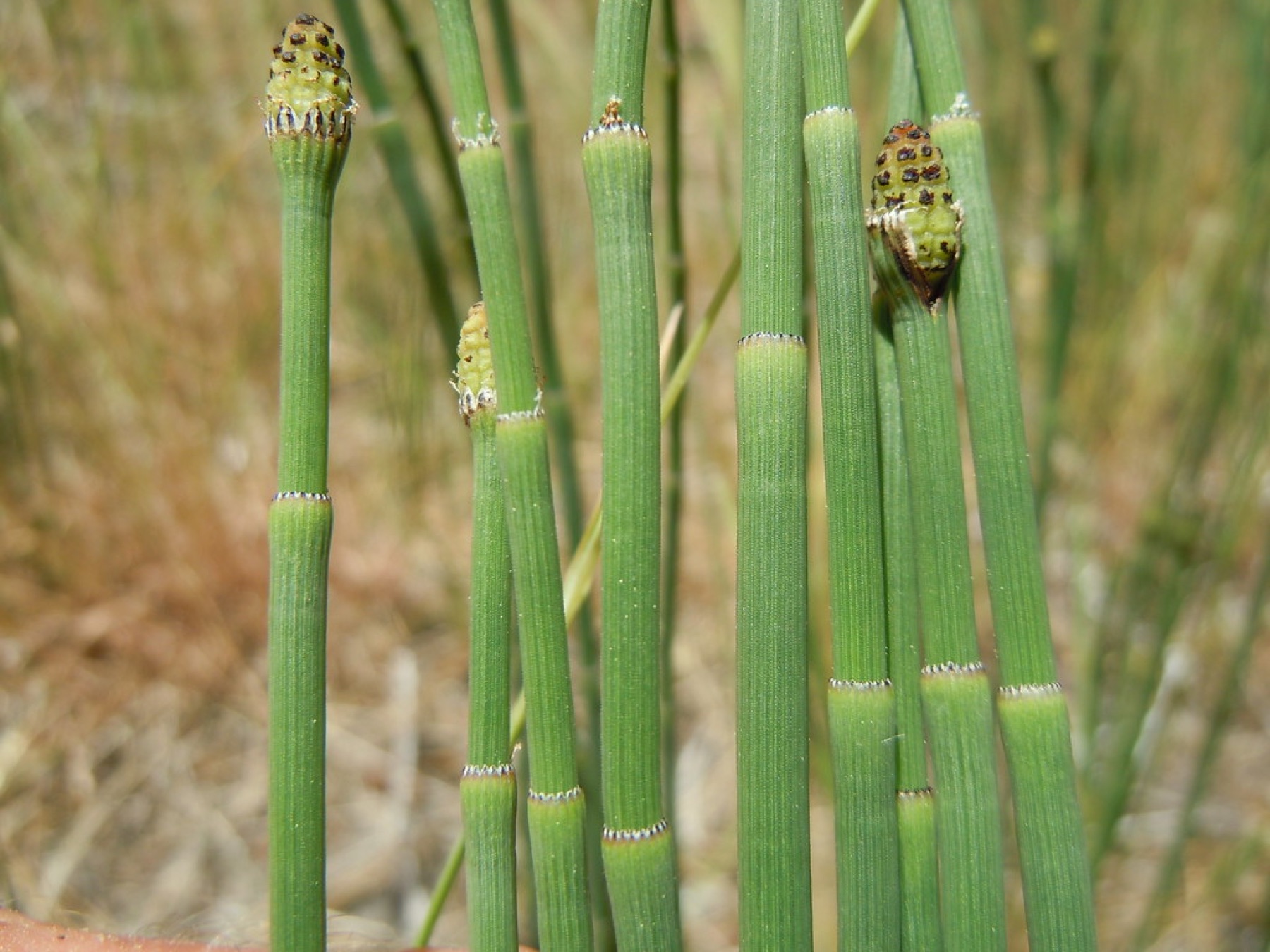 Smooth Horsetail — photo 3