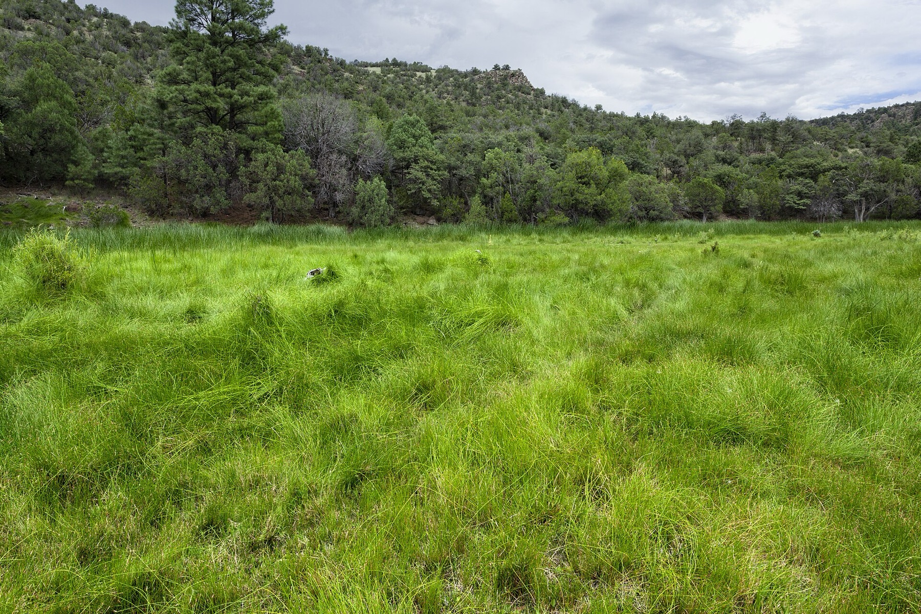 Smooth Horsetail — photo 4