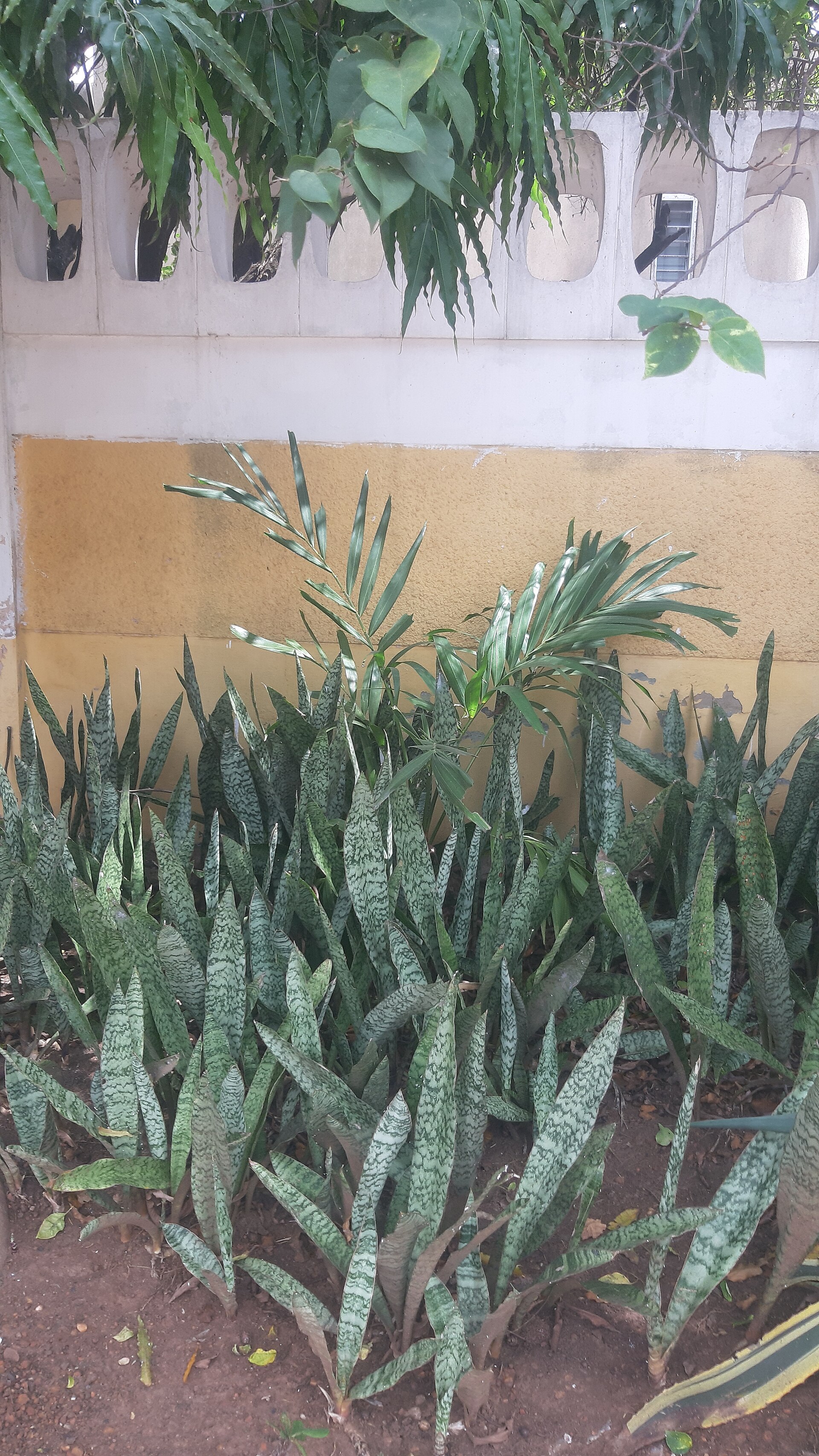 Snake Plant — photo 2