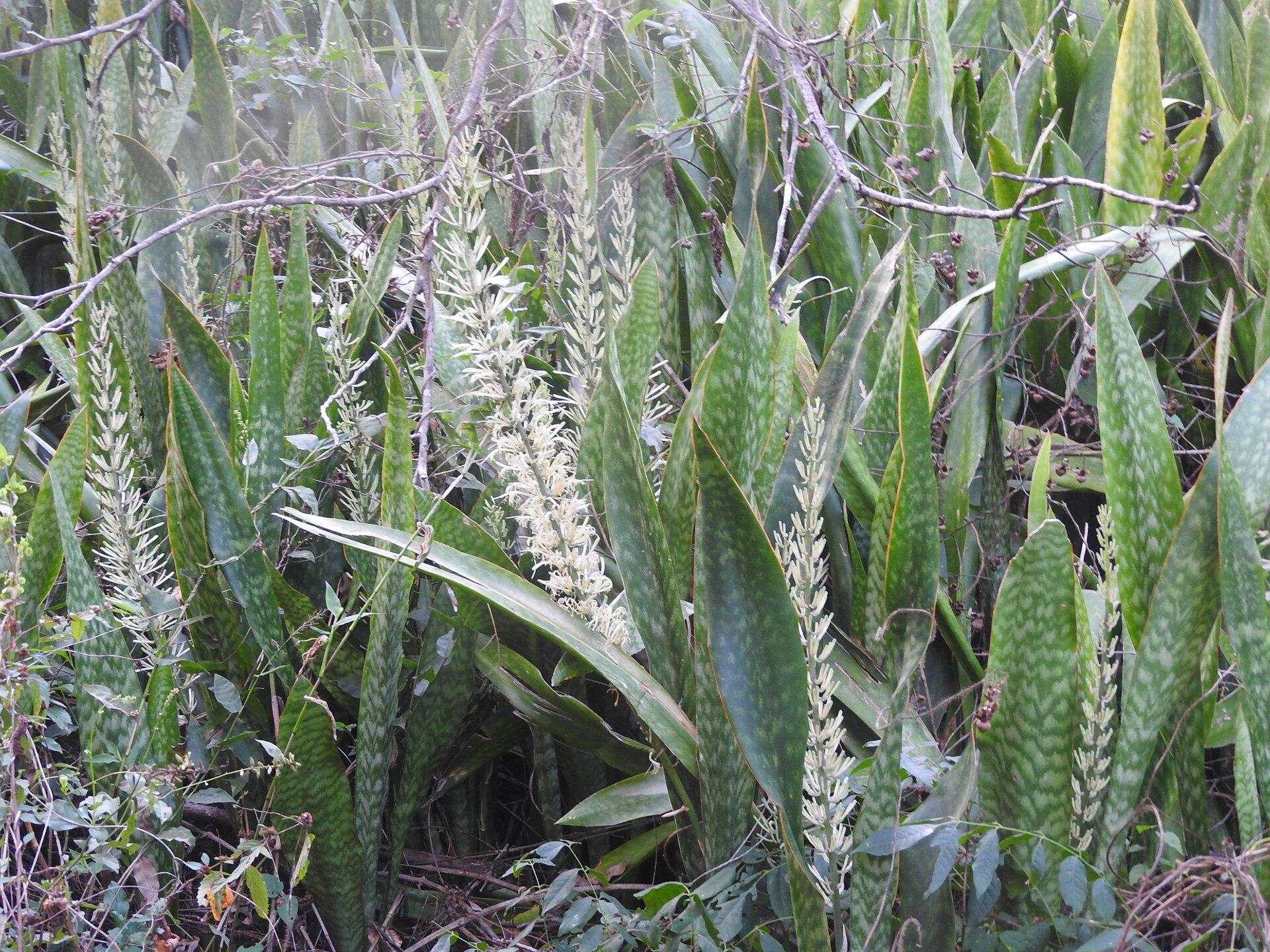 Snake Plant — photo 4