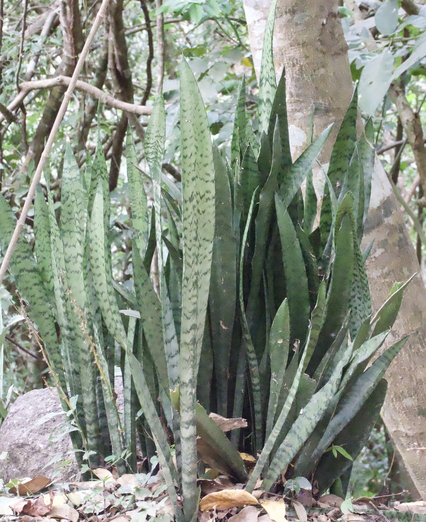 Snake Plant — photo 1