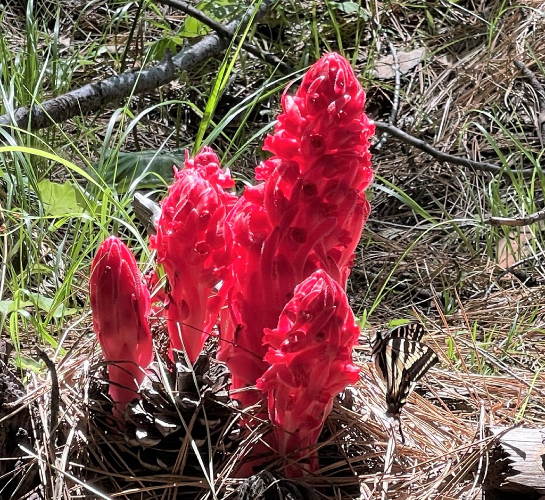 Snow Plant — photo 6