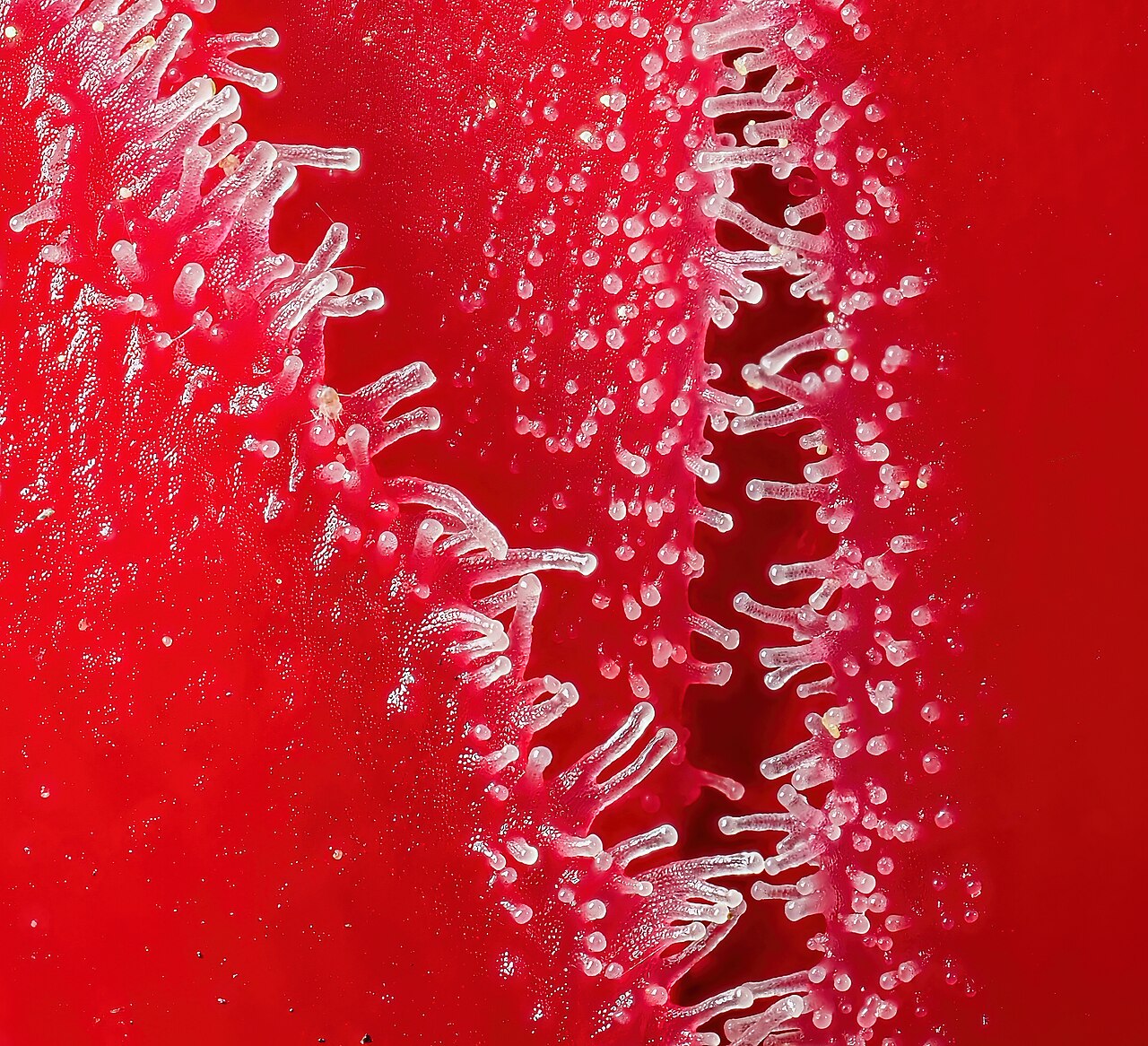 Snow Plant — photo 2