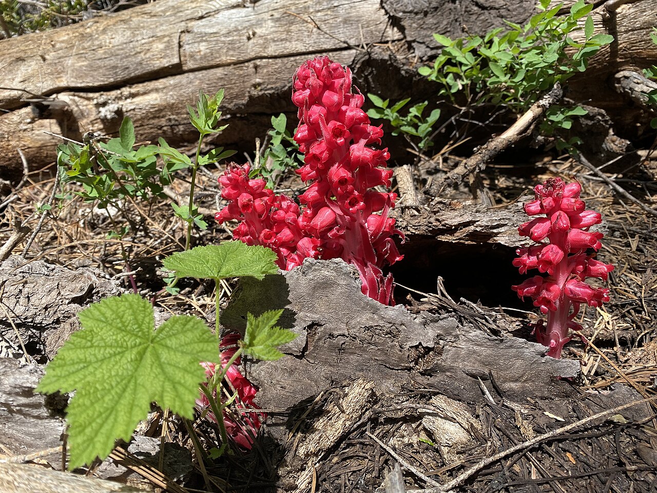 Snow Plant — photo 3