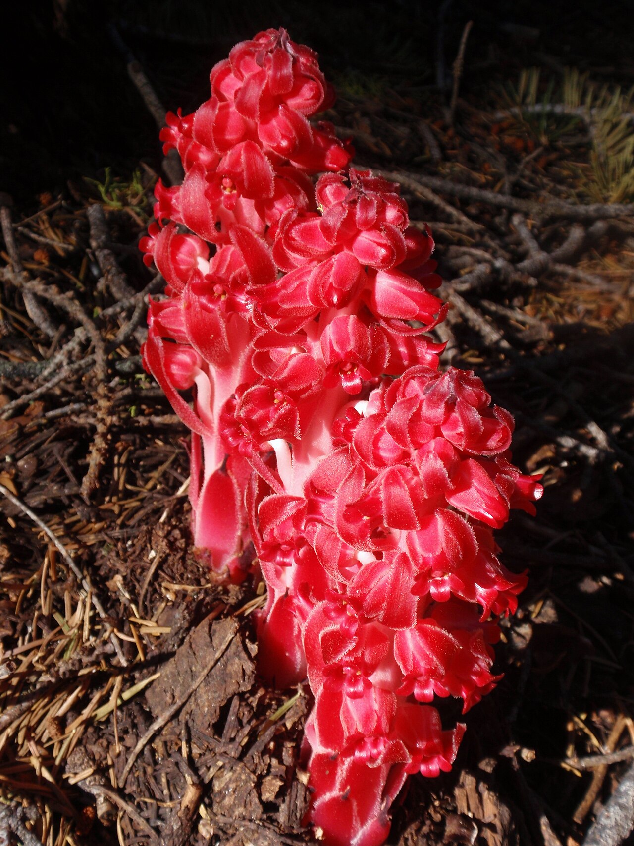 Snow Plant — photo 4