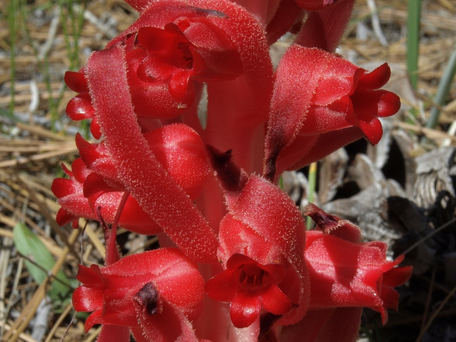 Snow Plant — photo 1