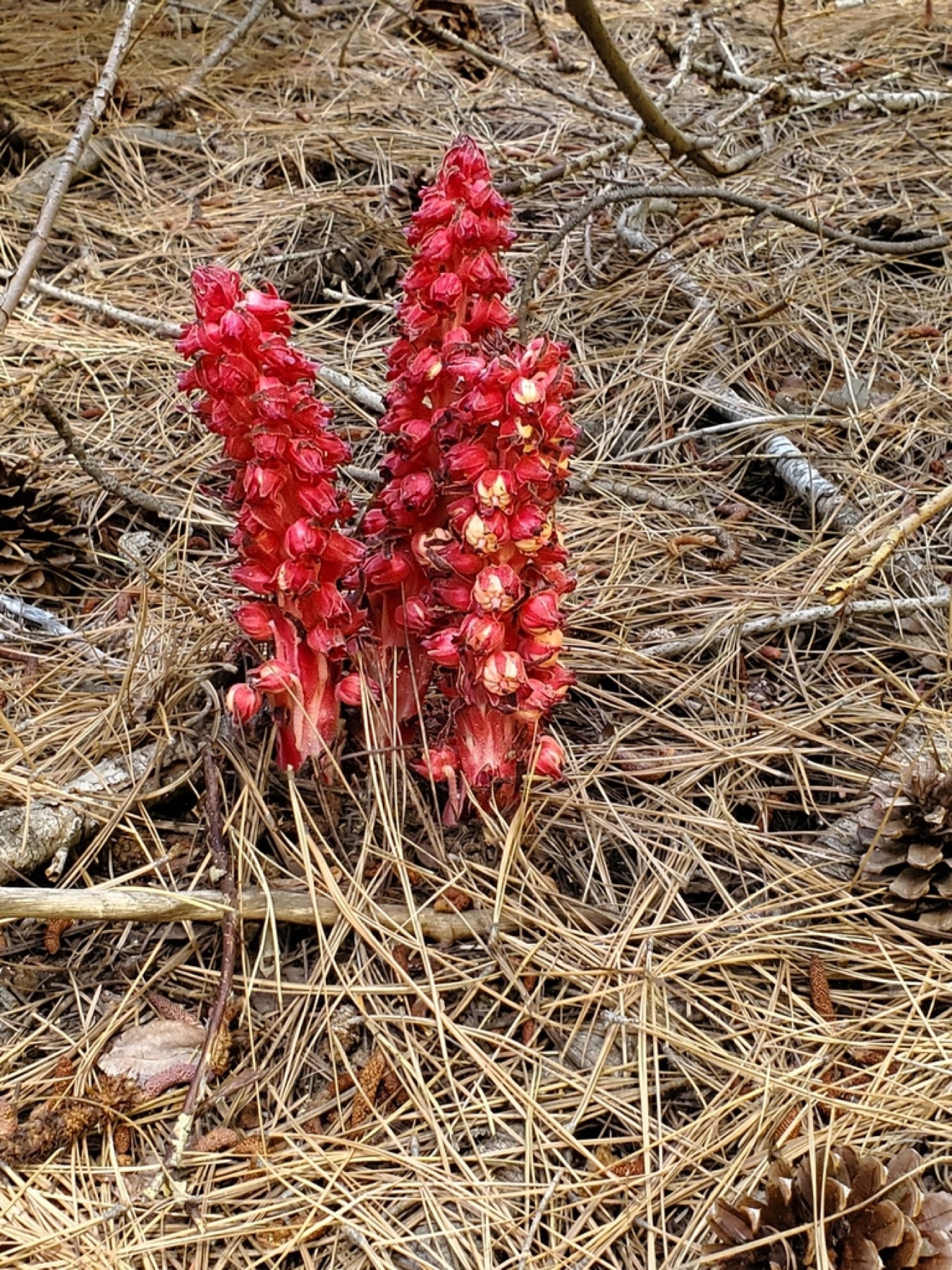 Snow Plant — photo 2