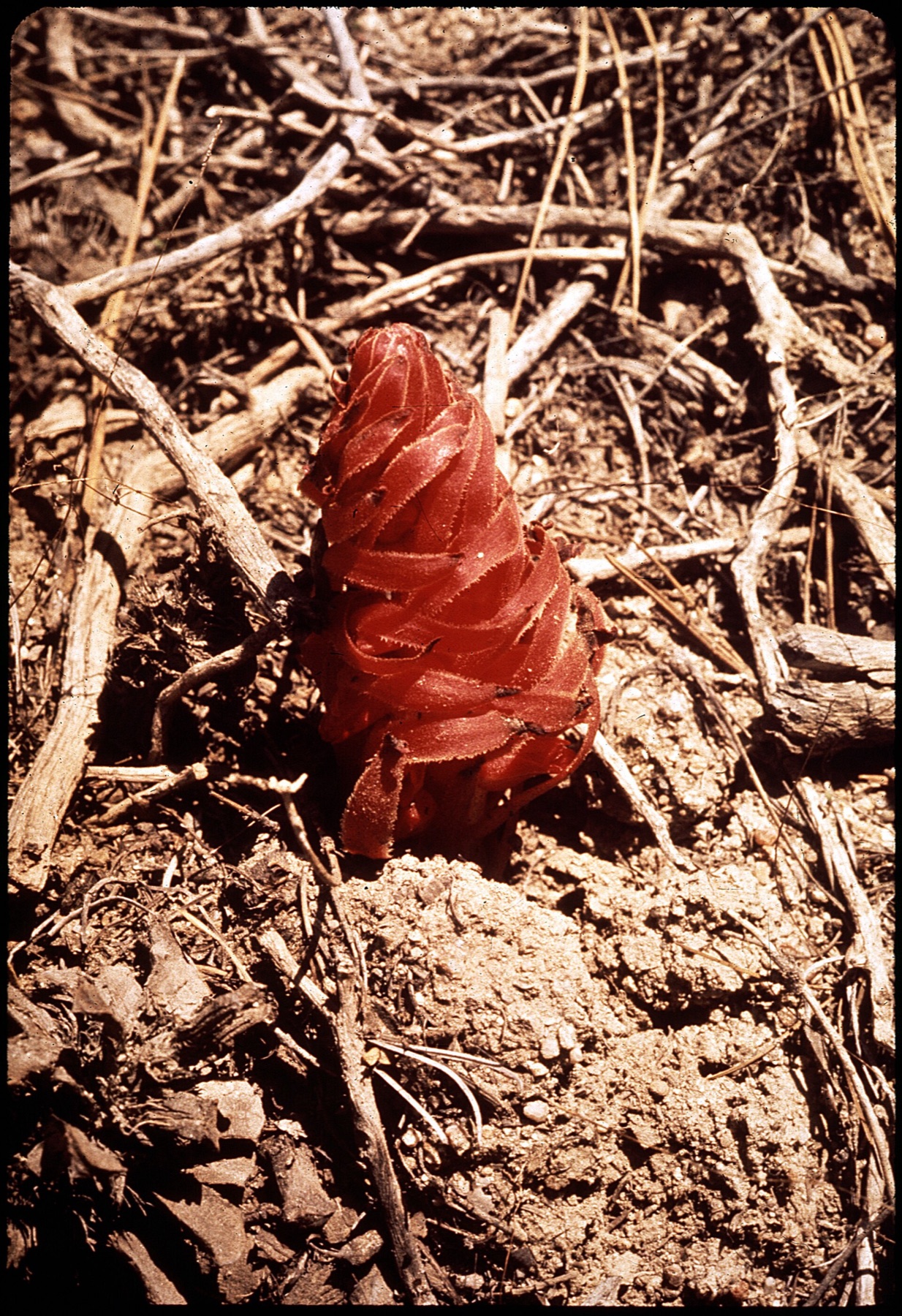 Snow Plant — photo 3