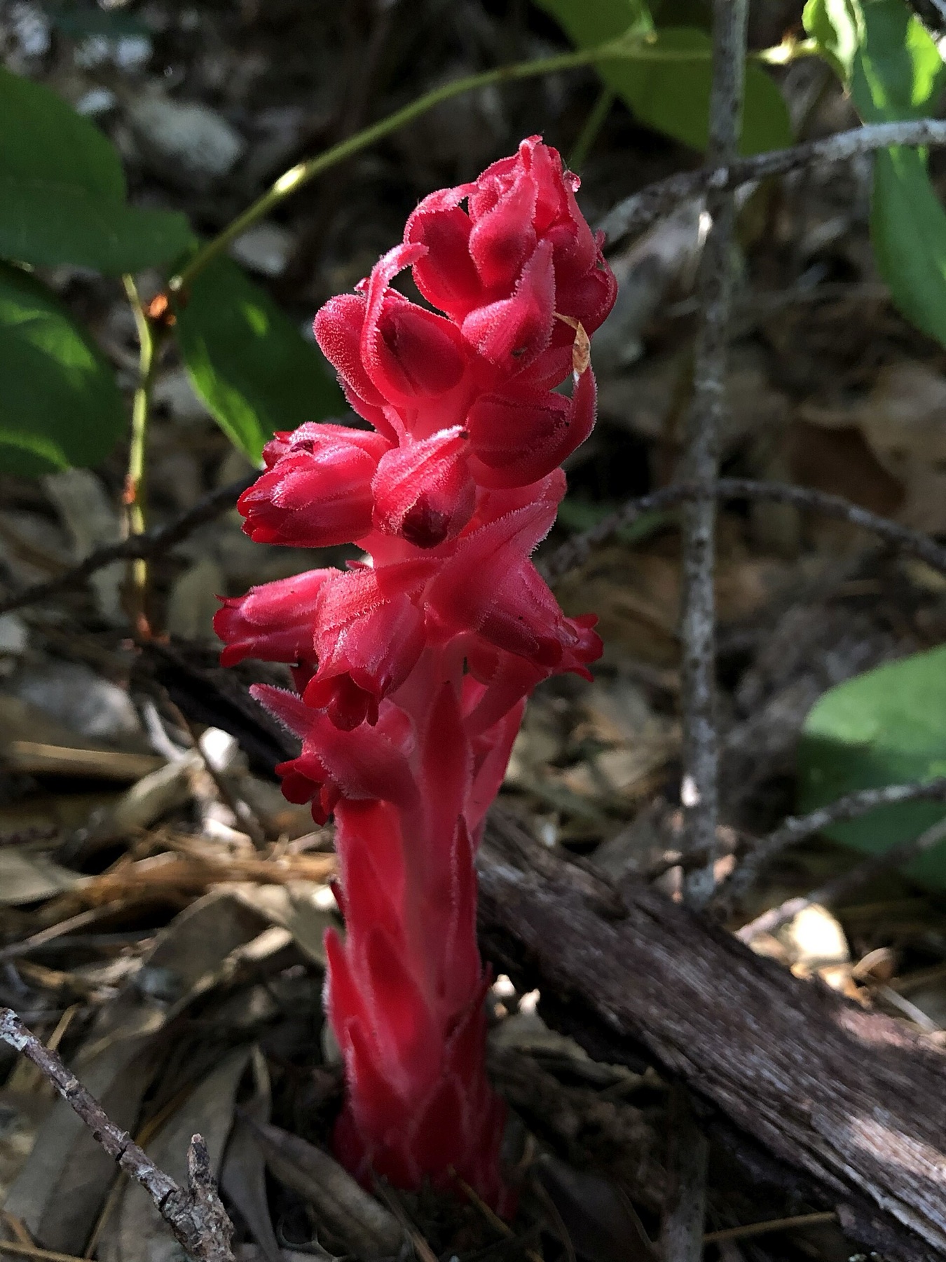 Snow Plant — photo 4