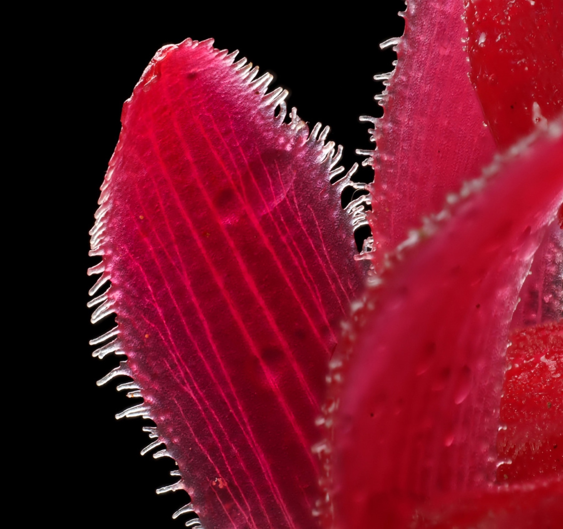 Snow Plant — photo 5