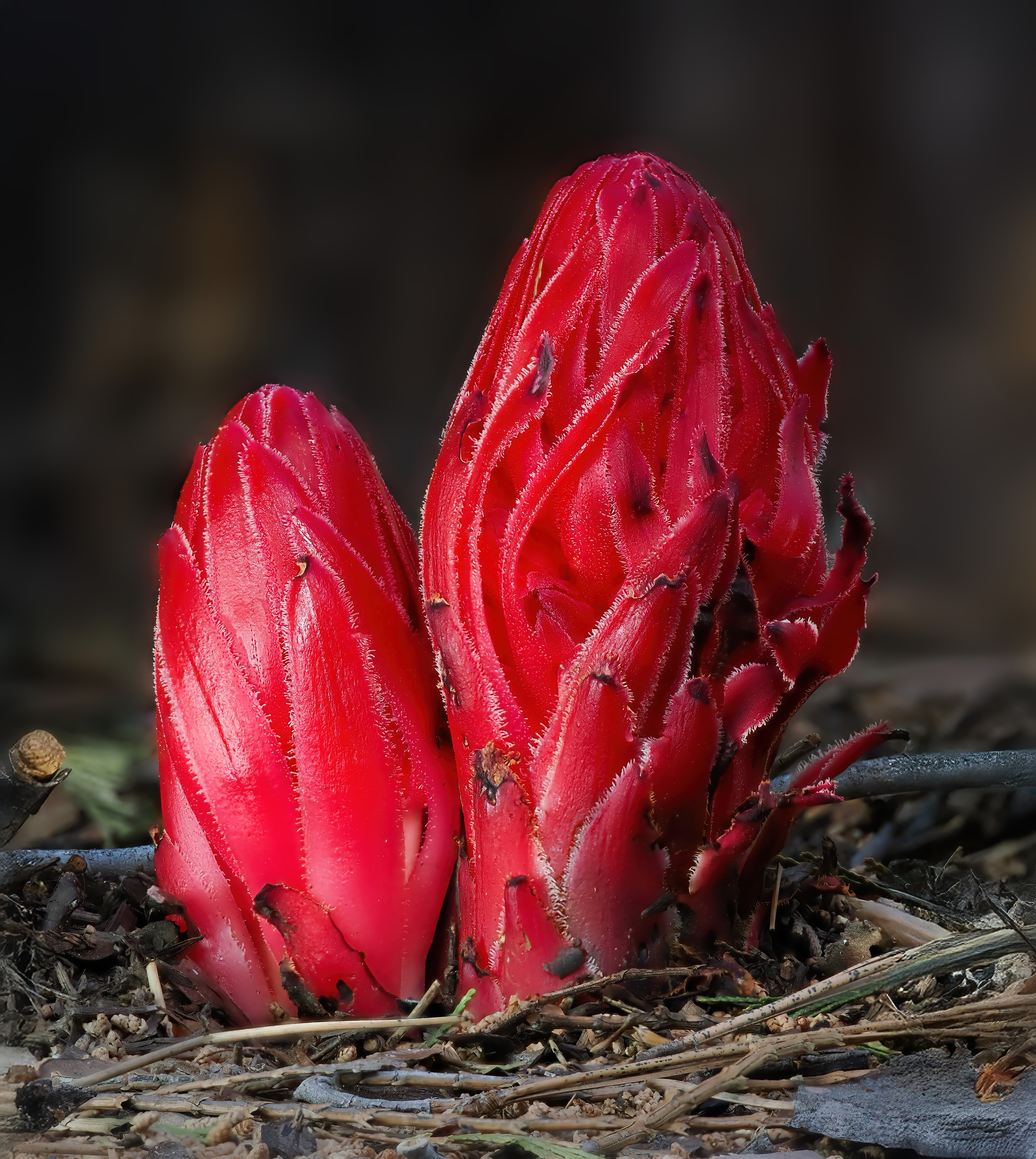 Snow Plant — photo 1