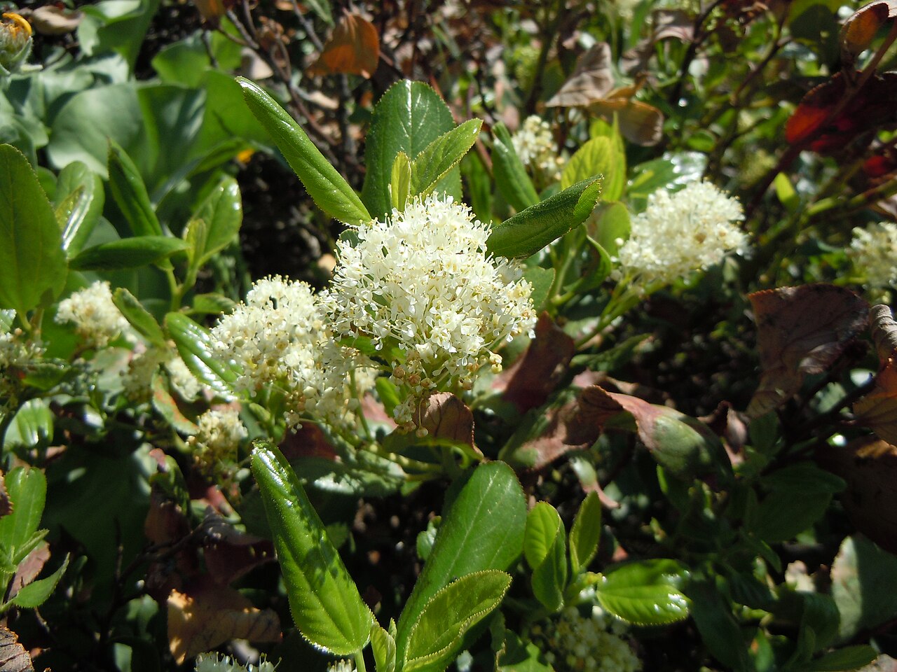Snowbrush Ceanothus — photo 2