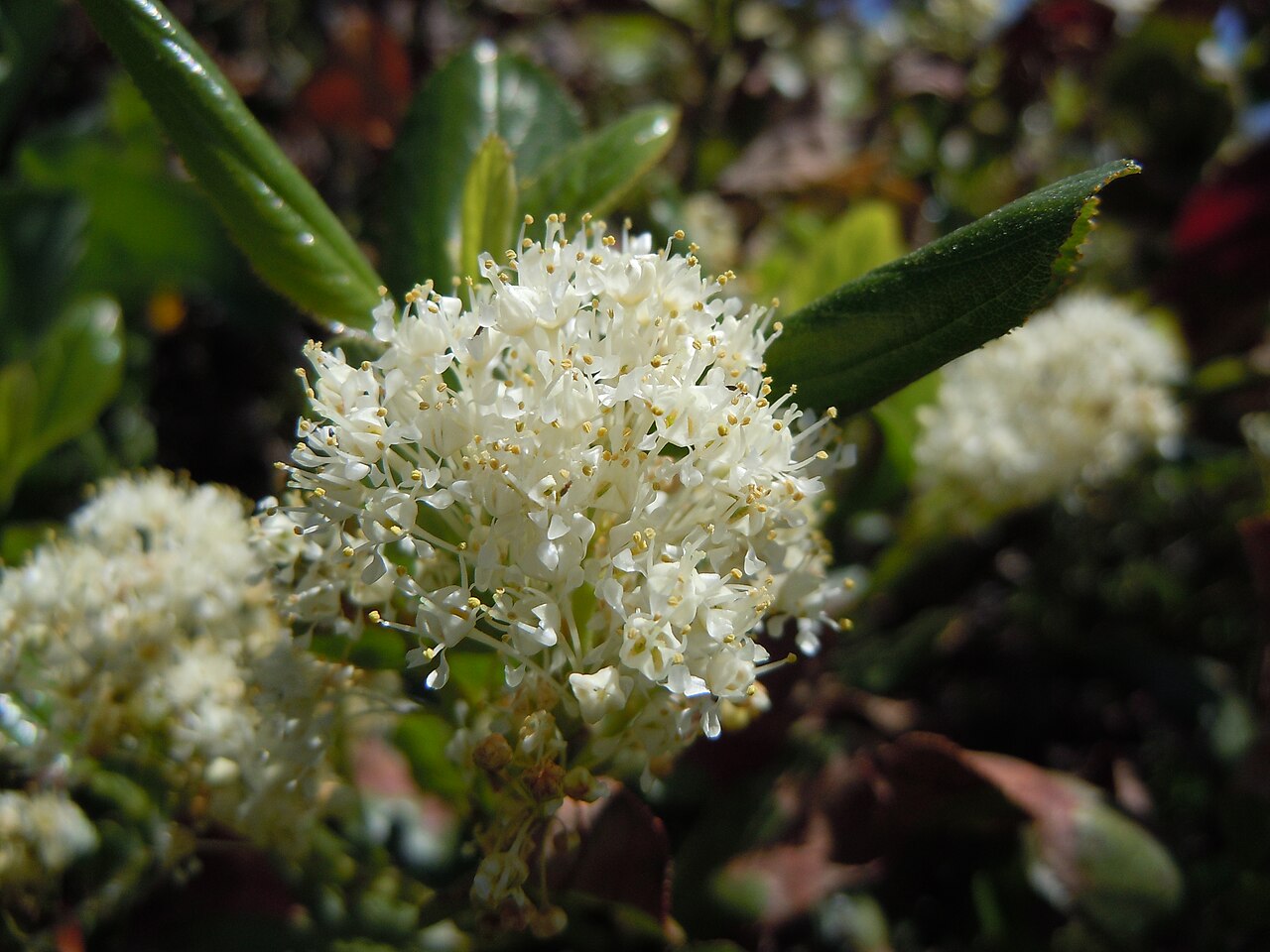 Snowbrush Ceanothus — photo 3
