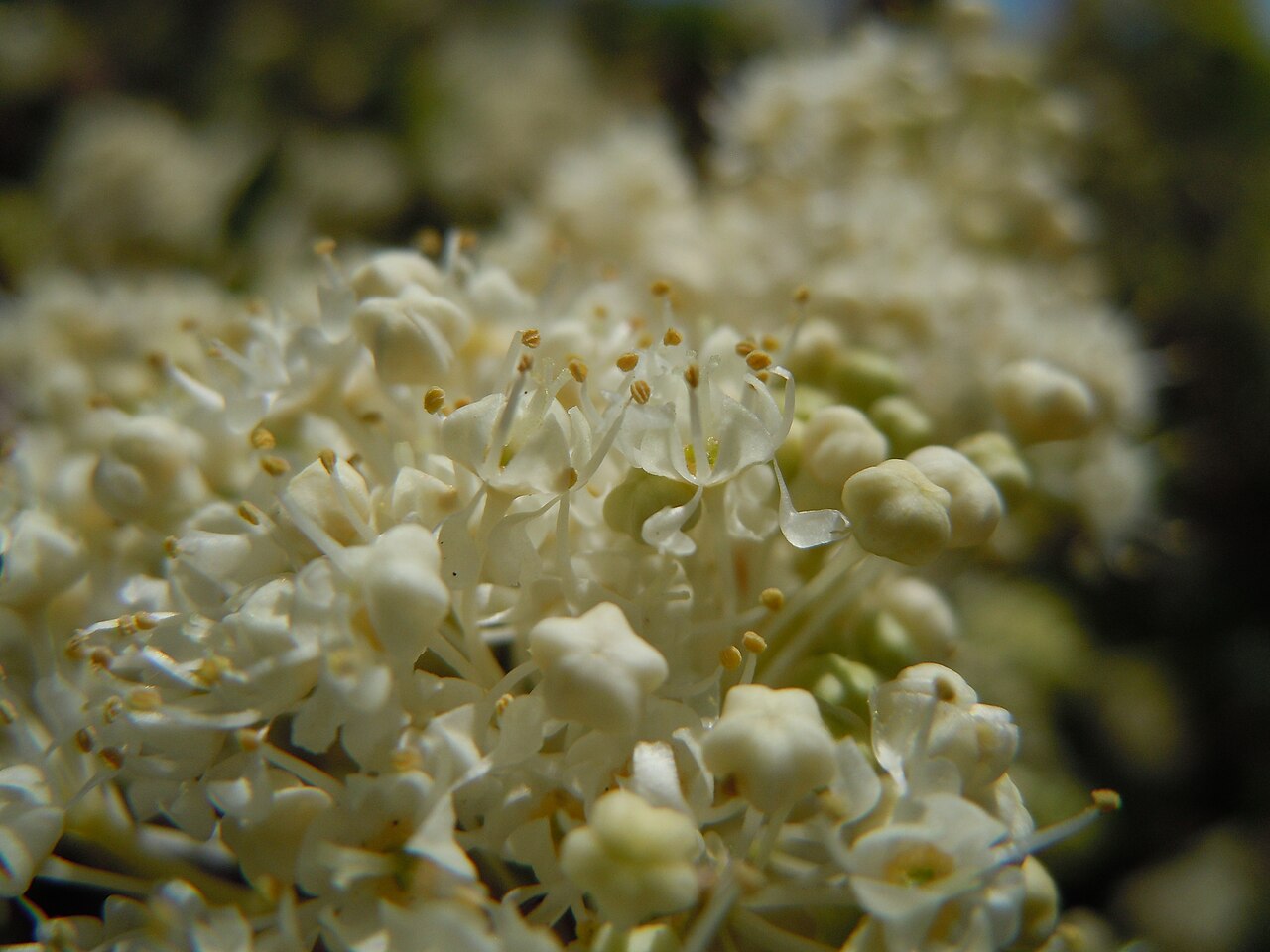 Snowbrush Ceanothus — photo 4