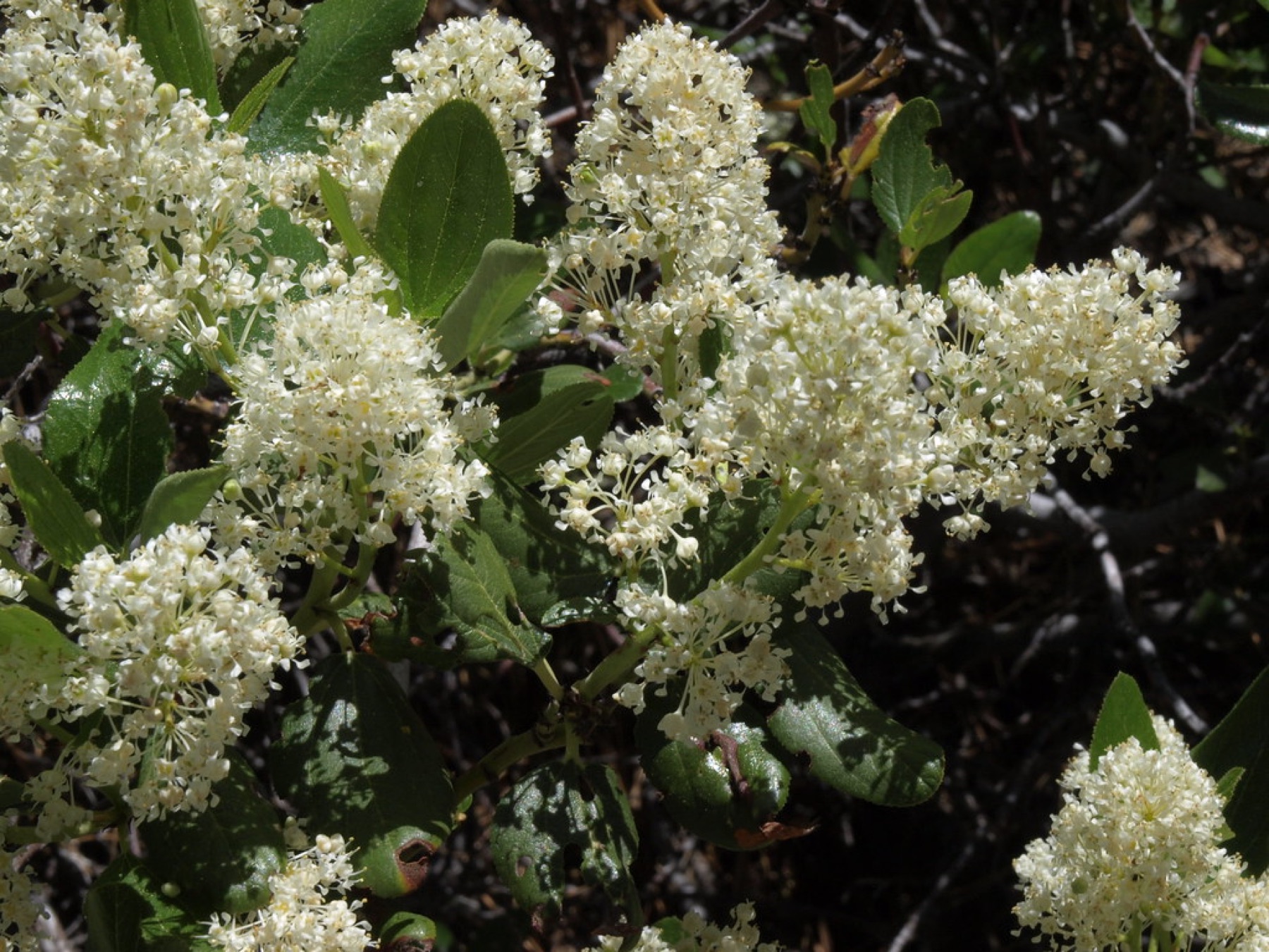 Snowbrush Ceanothus — photo 1