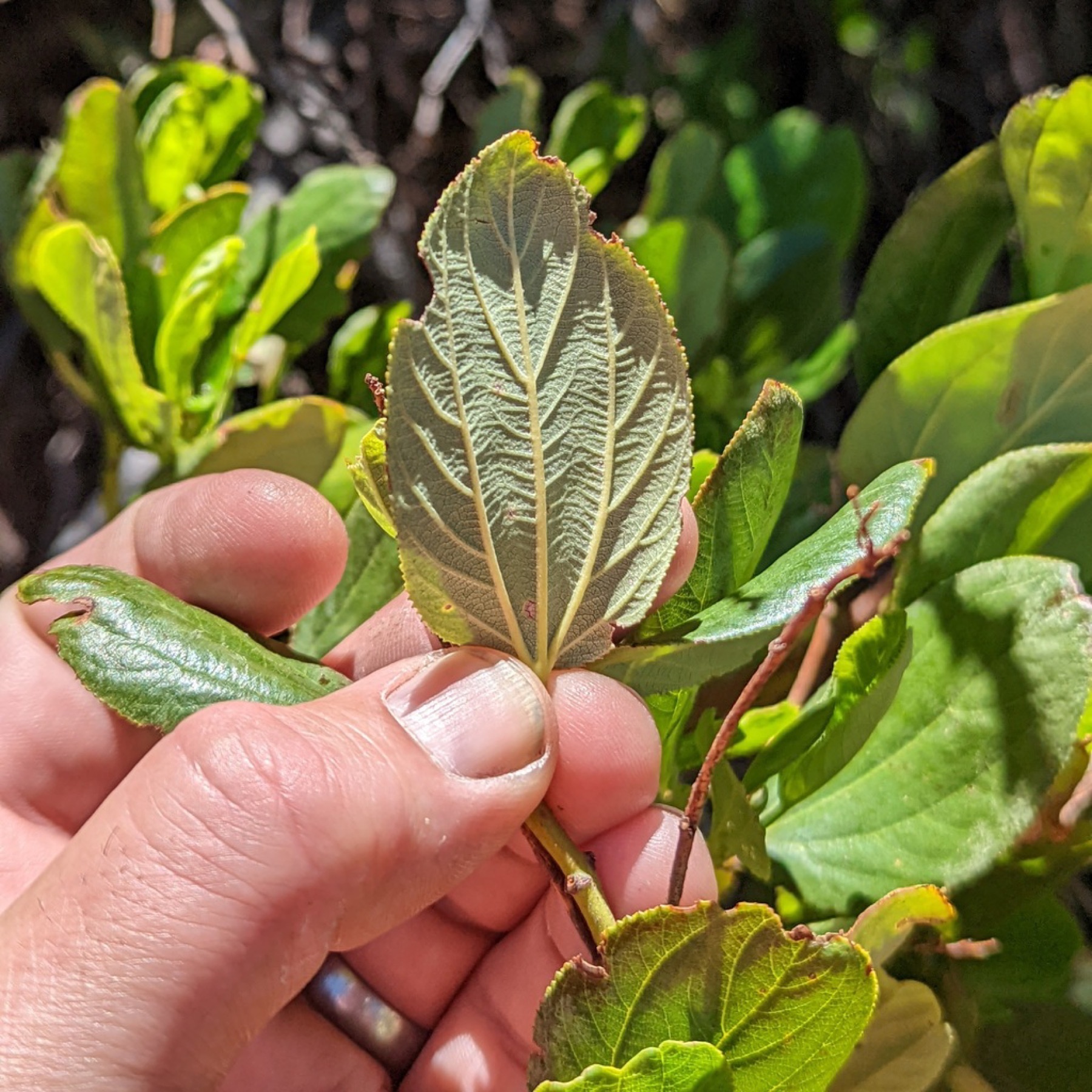 Snowbrush Ceanothus — photo 2