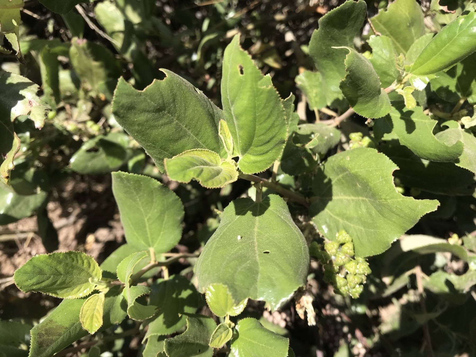 Snowbrush Ceanothus — photo 3