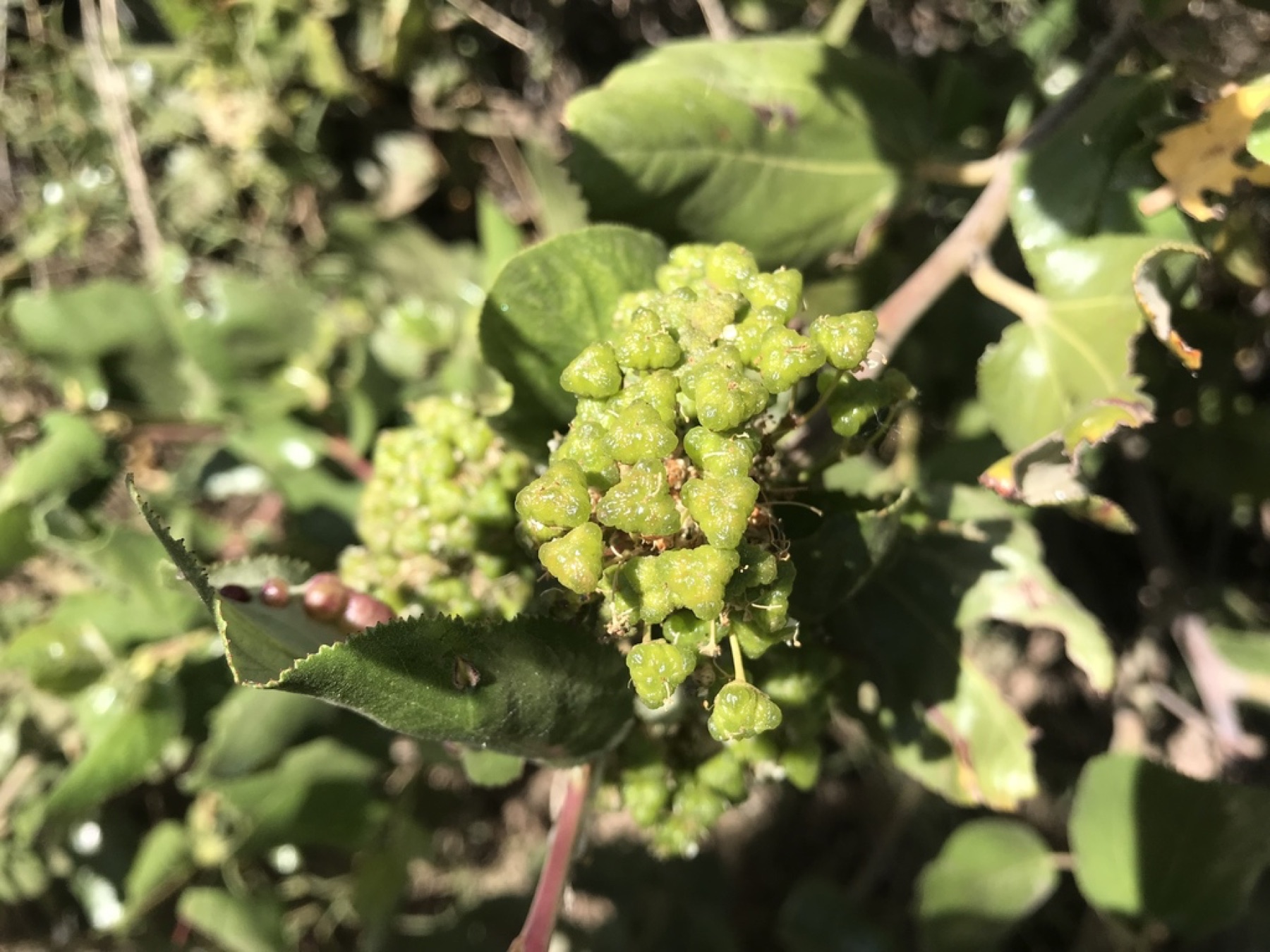 Snowbrush Ceanothus — photo 4