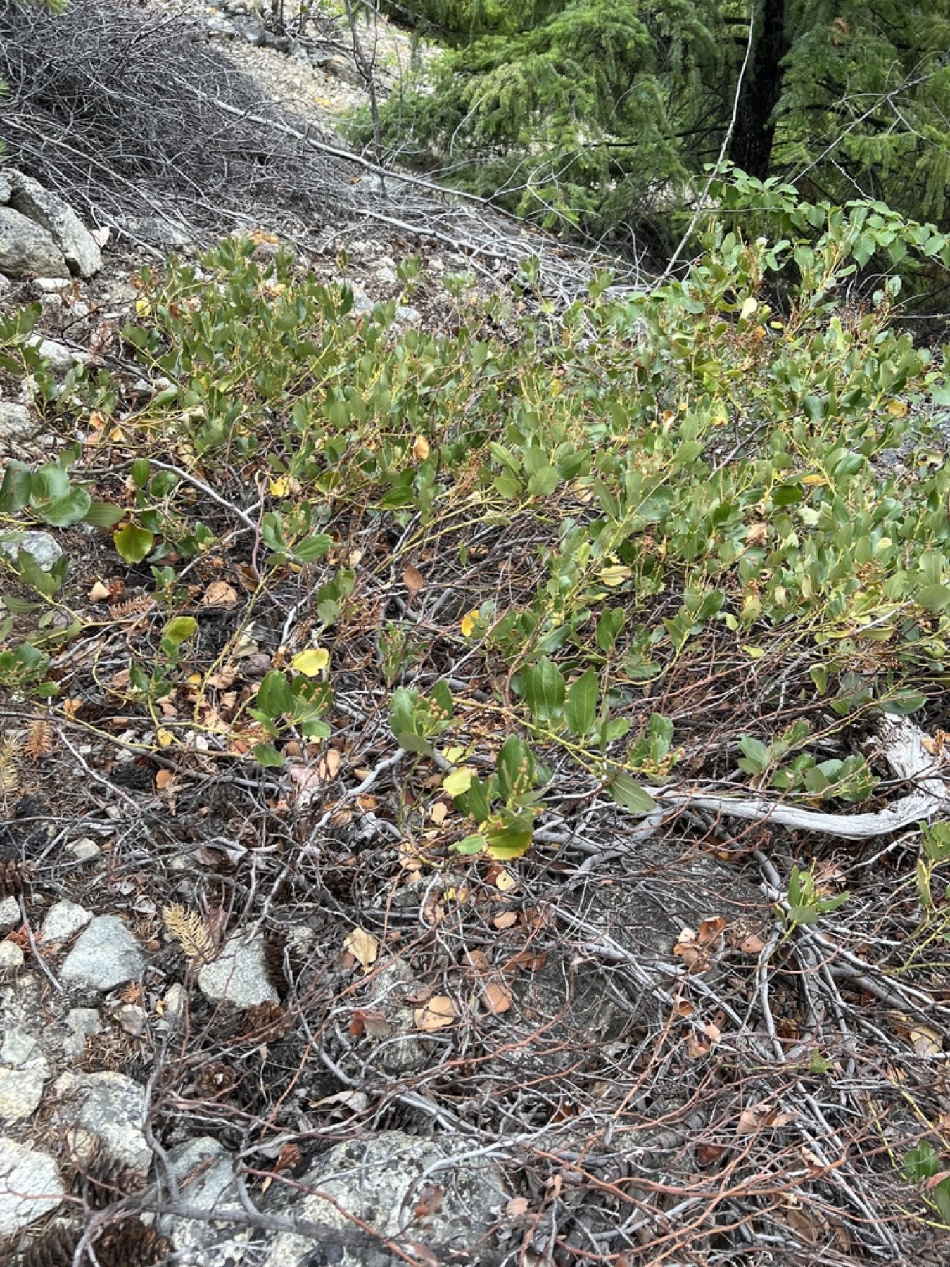 Snowbrush Ceanothus — photo 5