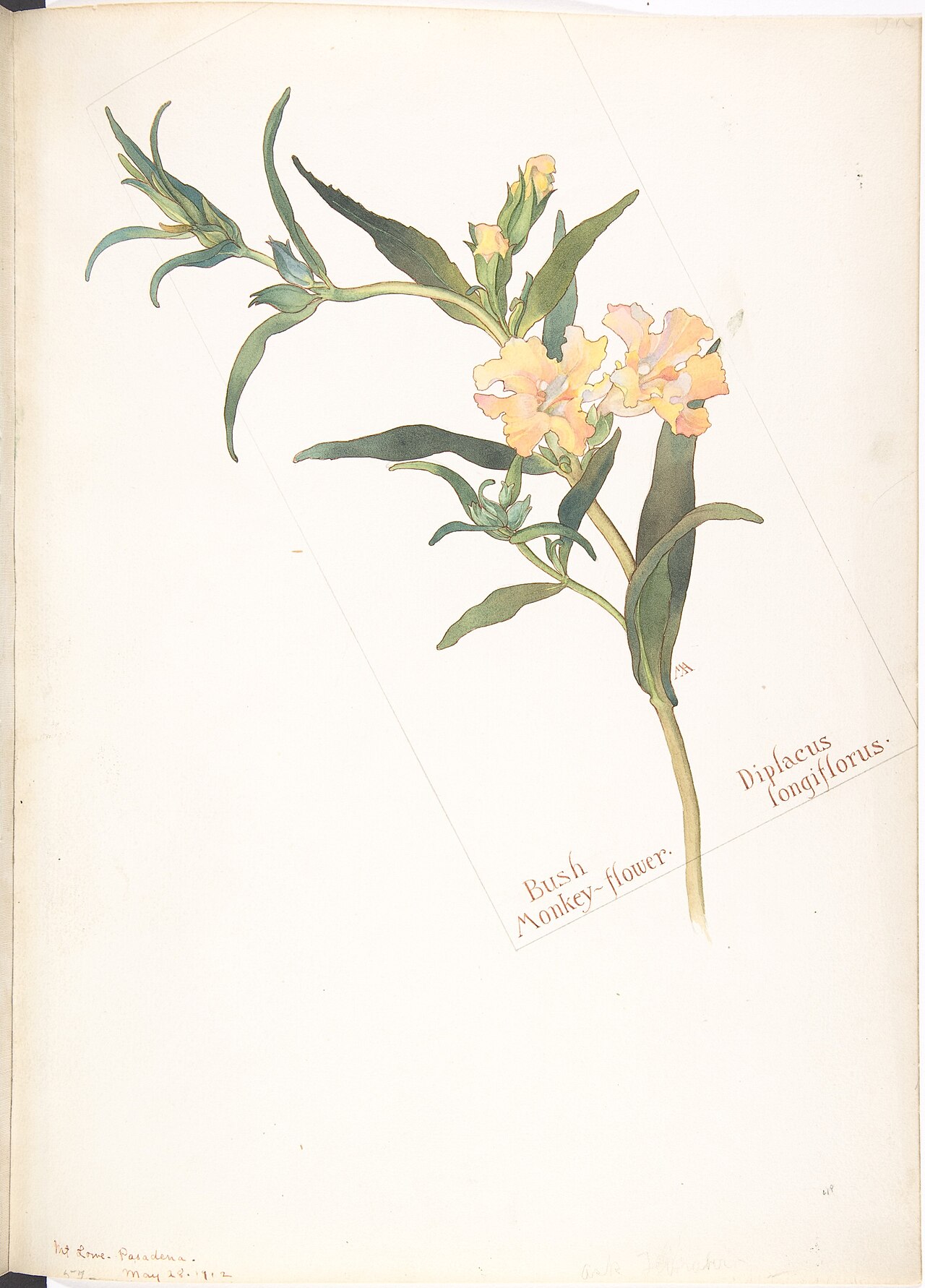 Southern Bush Monkeyflower — photo 2