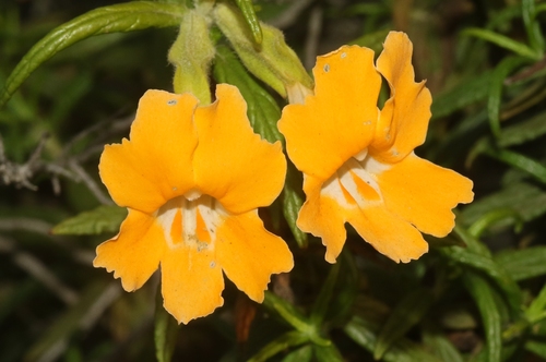 Southern Bush Monkeyflower