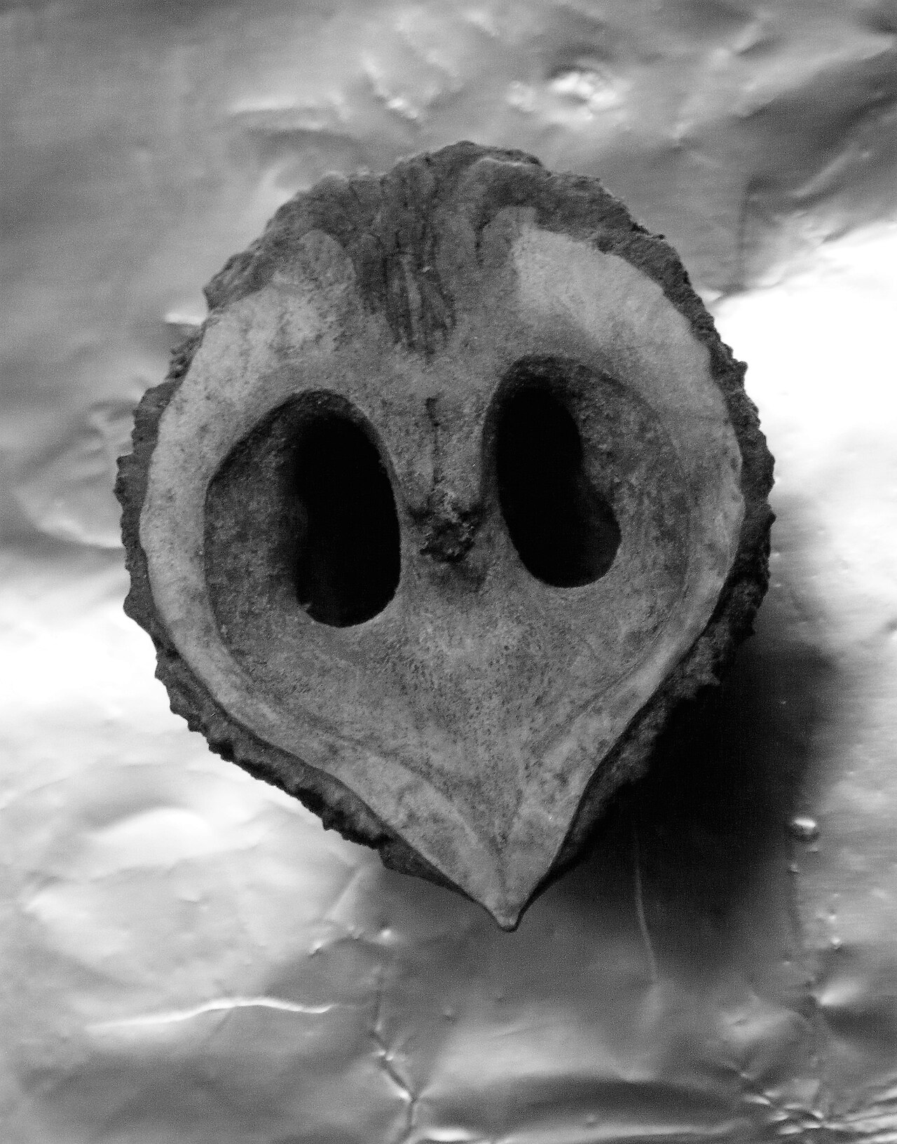 Southern California Walnut — photo 2