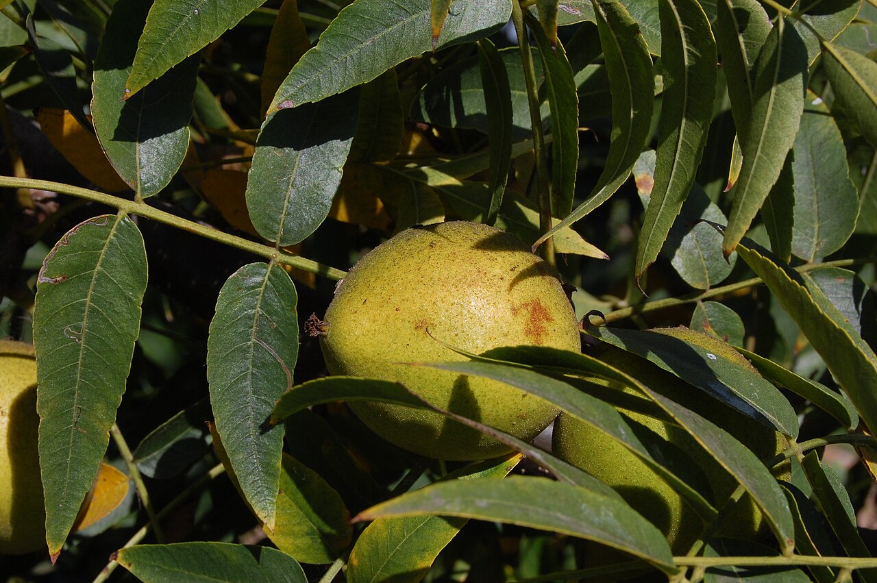 Southern California Walnut — photo 3