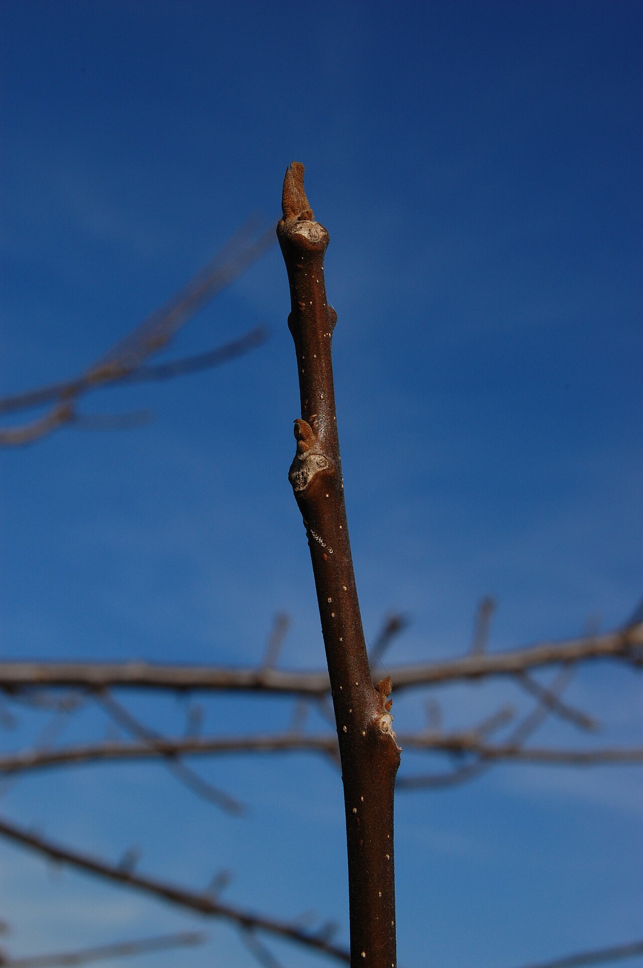 Southern California Walnut — photo 4