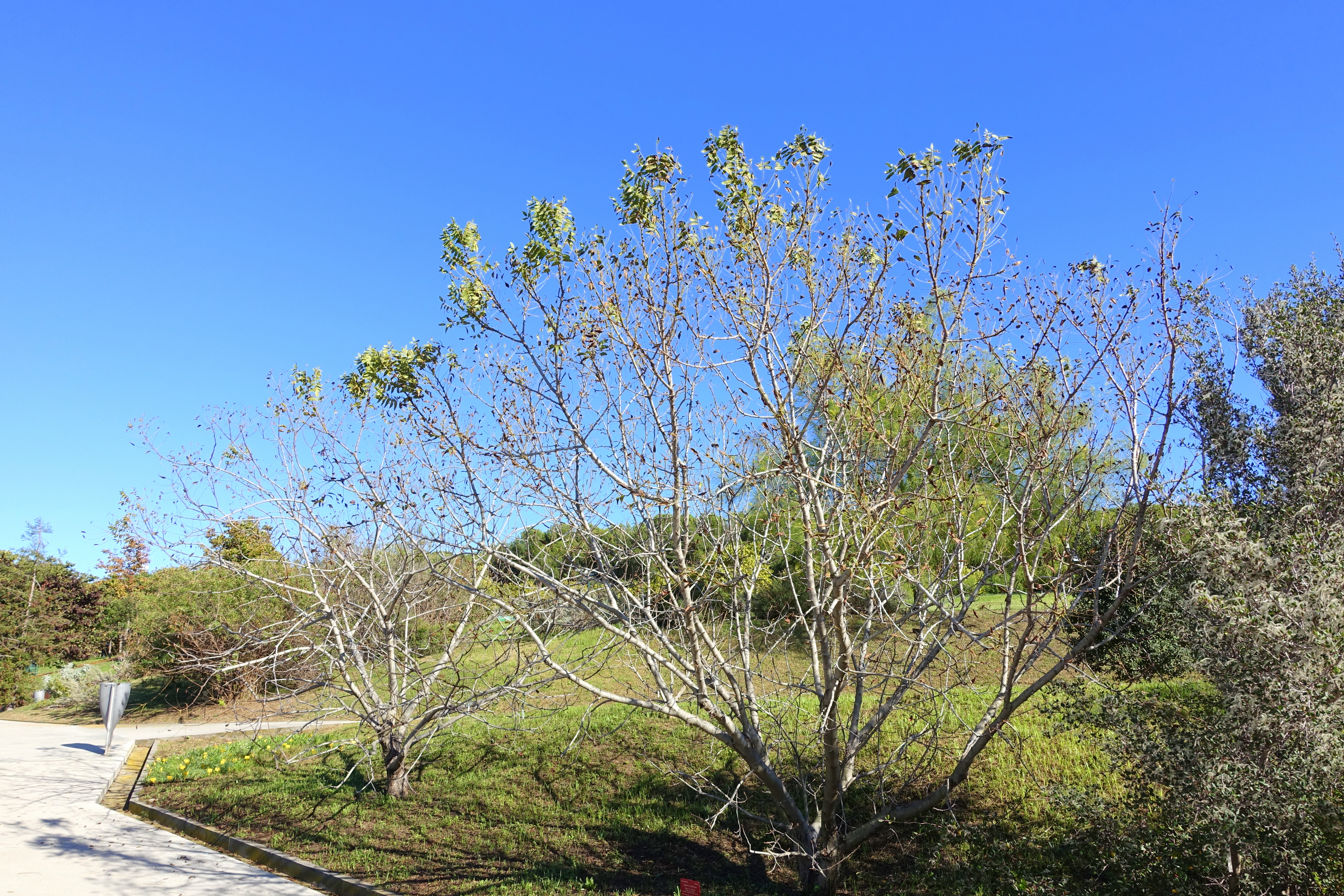 Southern California Walnut