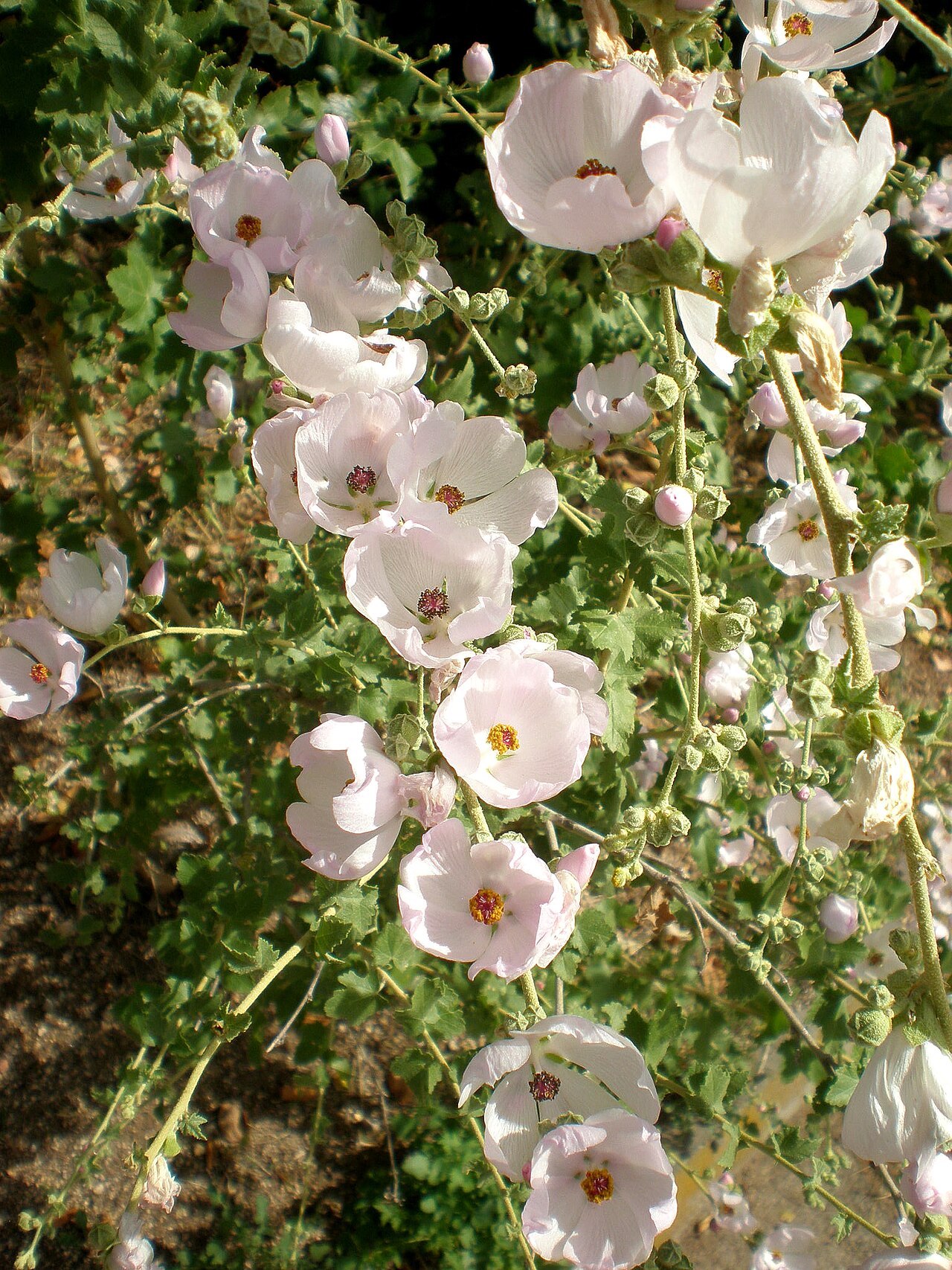Southern Coastal Bushmallow — photo 2