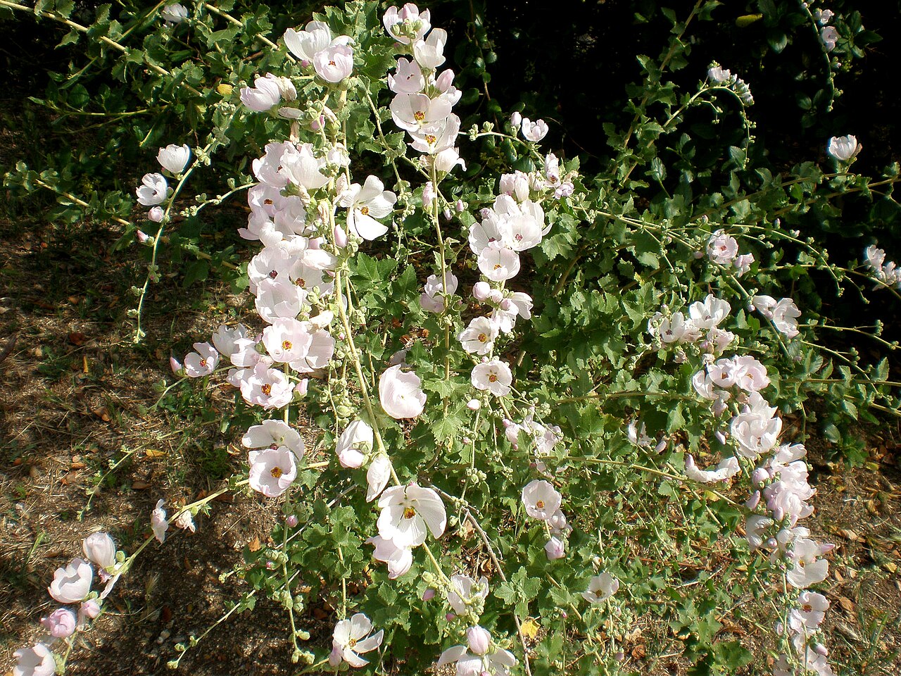Southern Coastal Bushmallow — photo 3