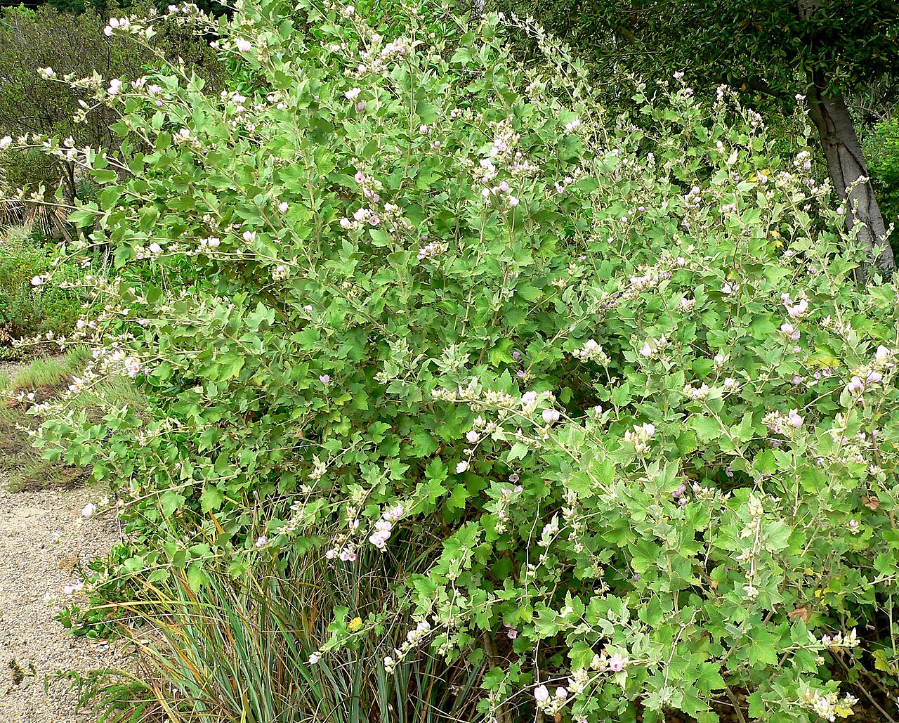Southern Coastal Bushmallow — photo 4